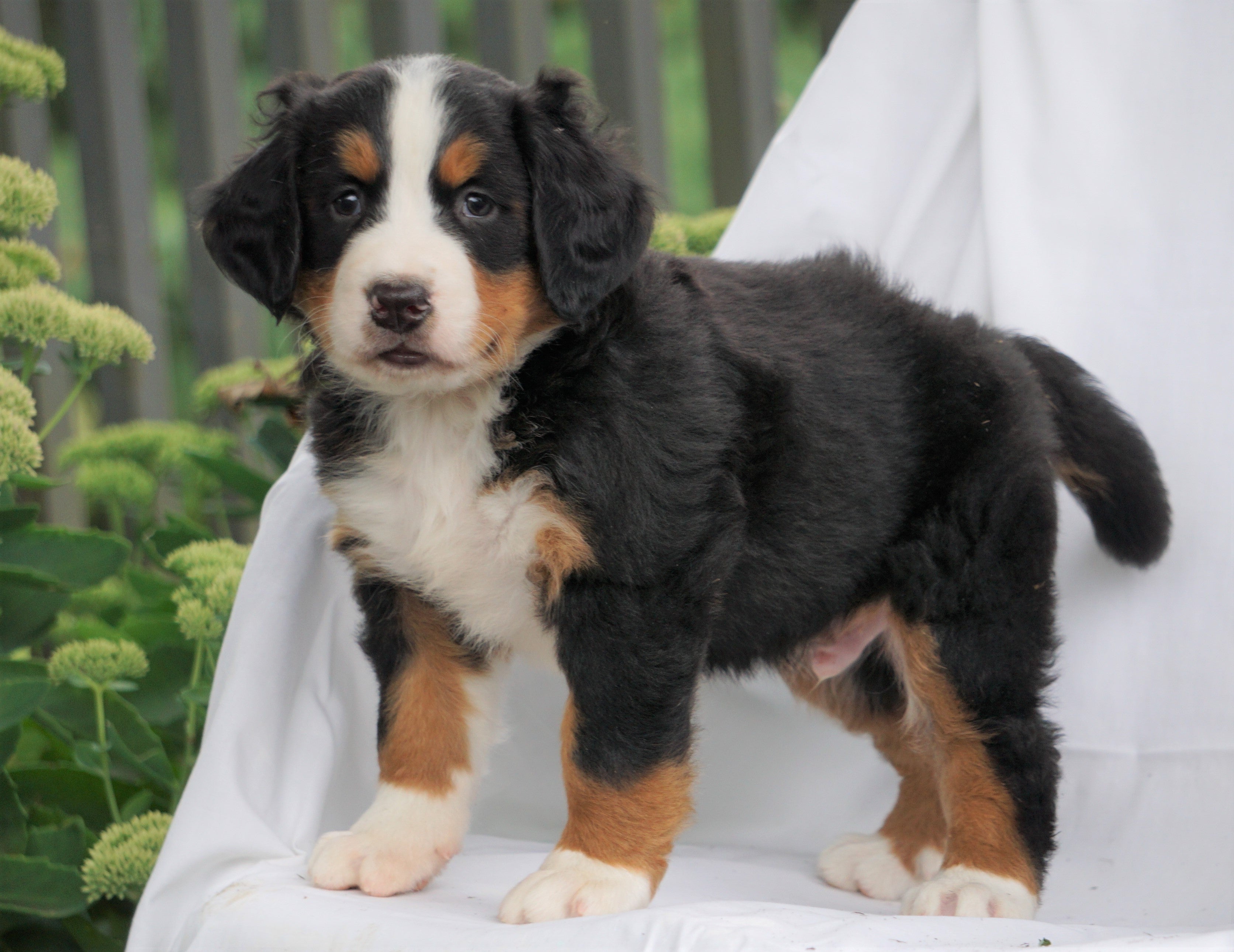 AKC Registered Bernese Mountain Dog For Sale Millersburg, OH Male- Ber