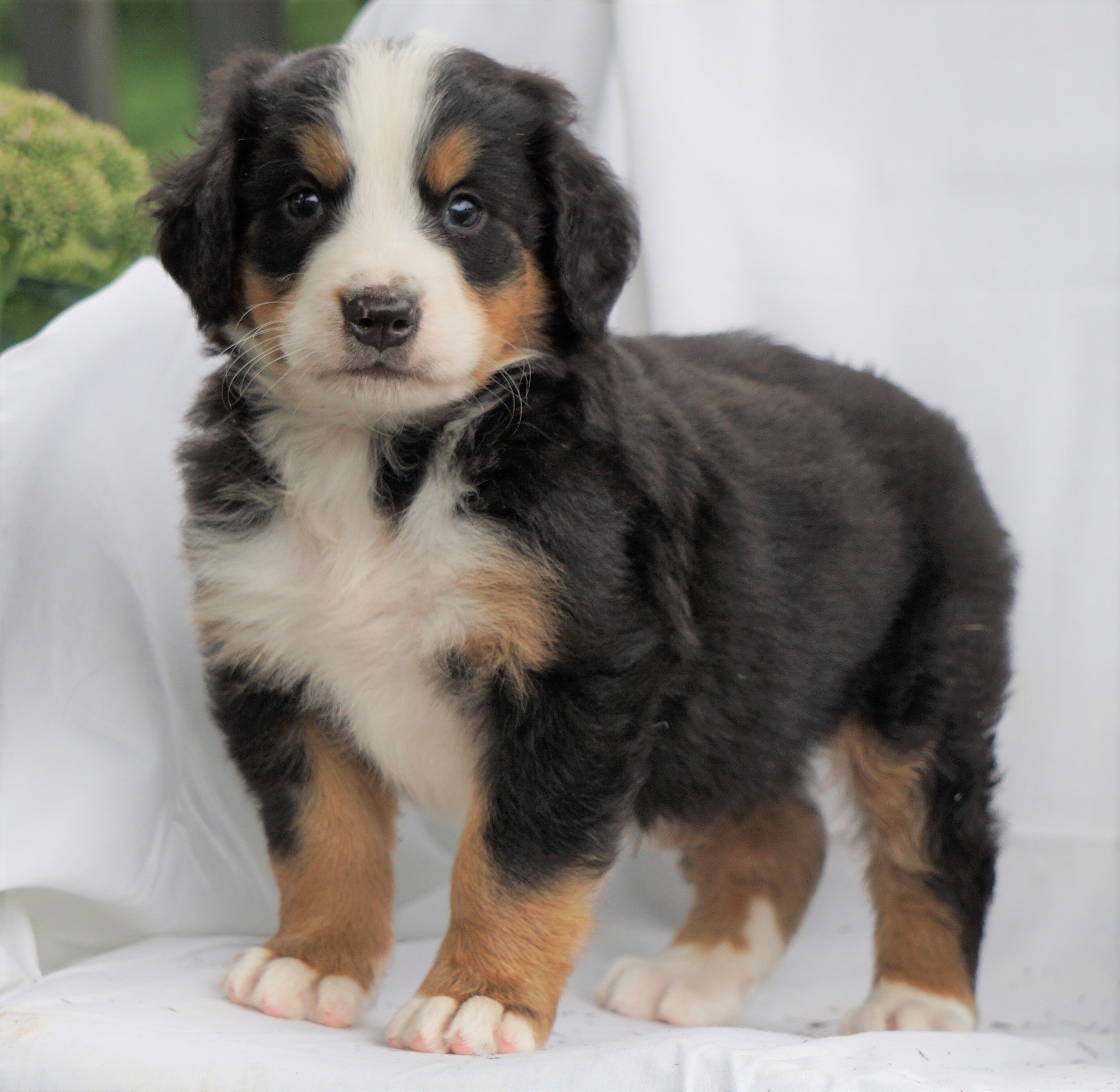 AKC Registered Bernese Mountain Dog For Sale In Denmark