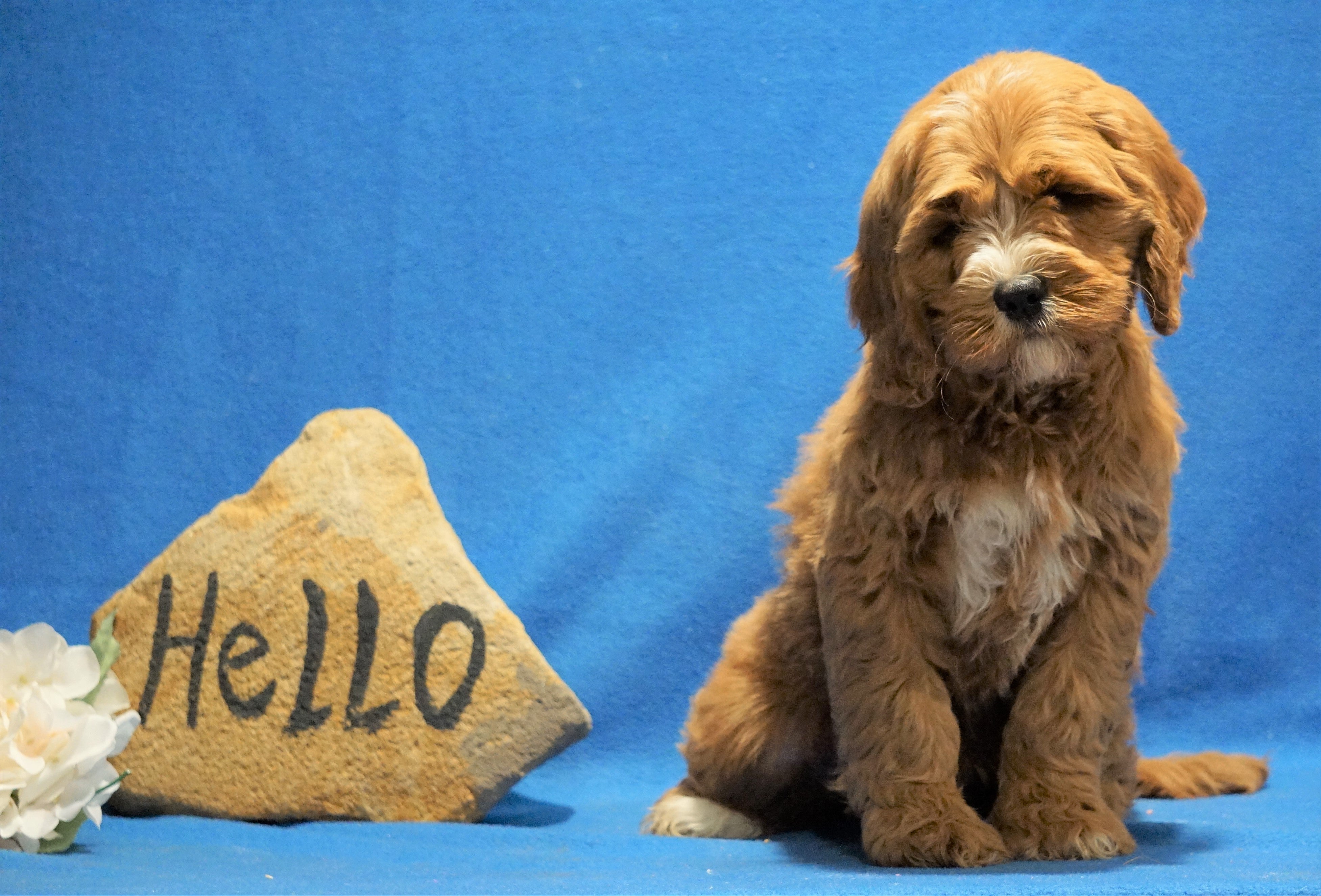 F1B Mini Goldendoodle For Sale Holmesville, OH Male Casper AC