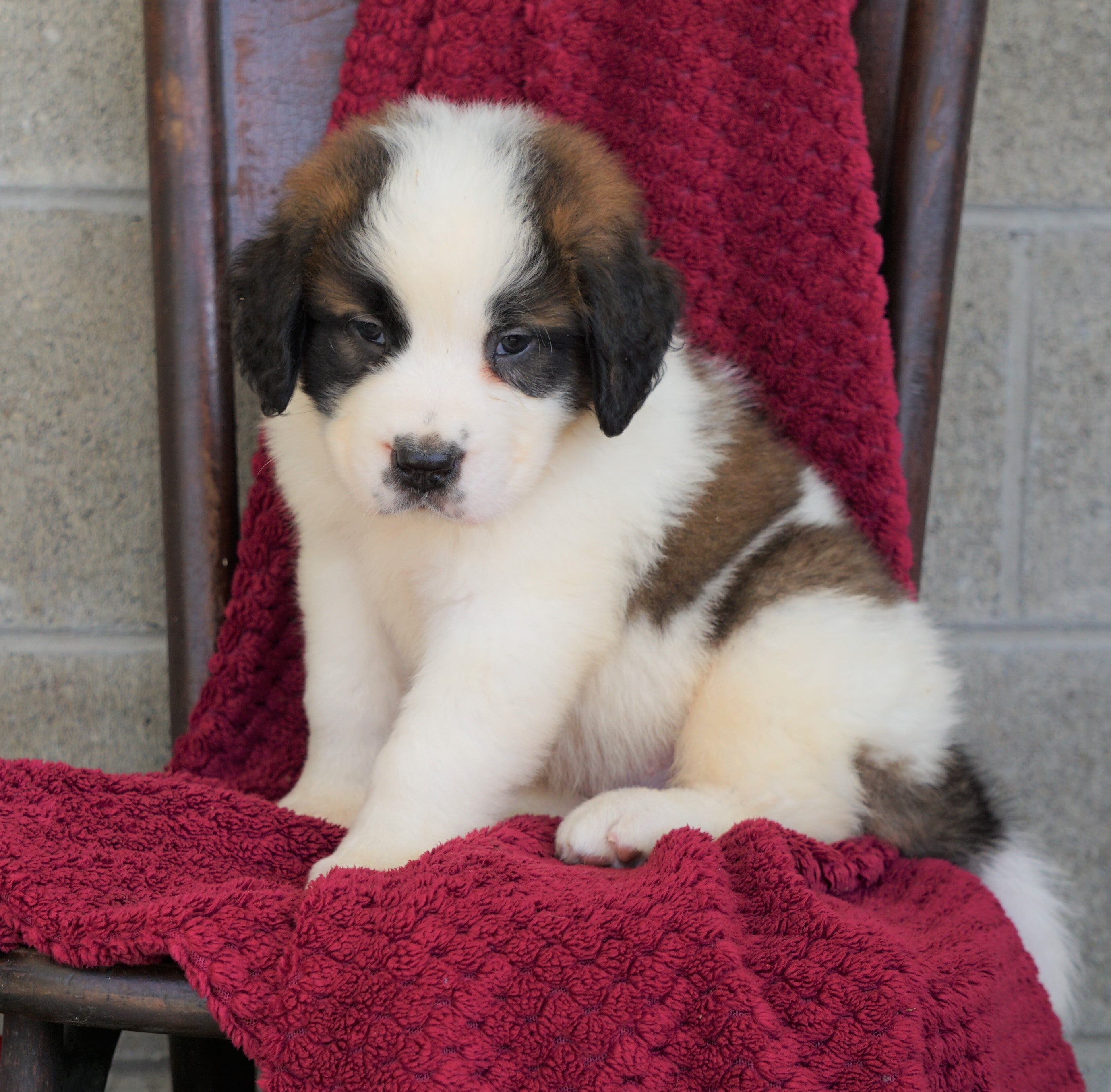 male saint bernard for sale