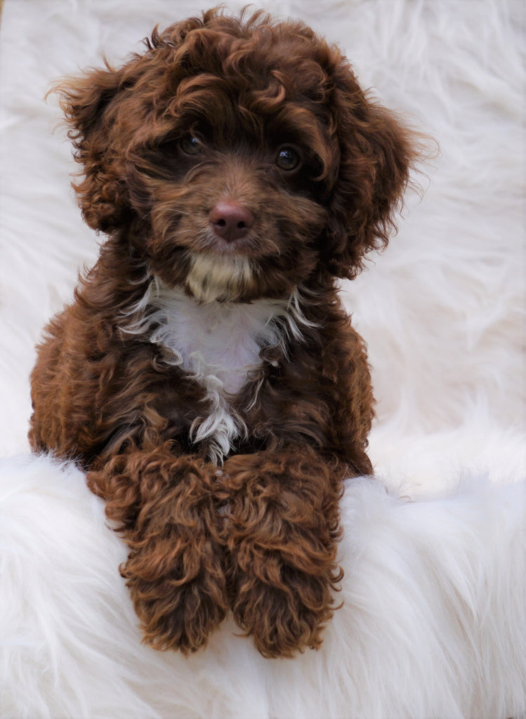 Cockapoo Puppy For Sale Dundee, OH Male- Grant - AC Puppies LLC