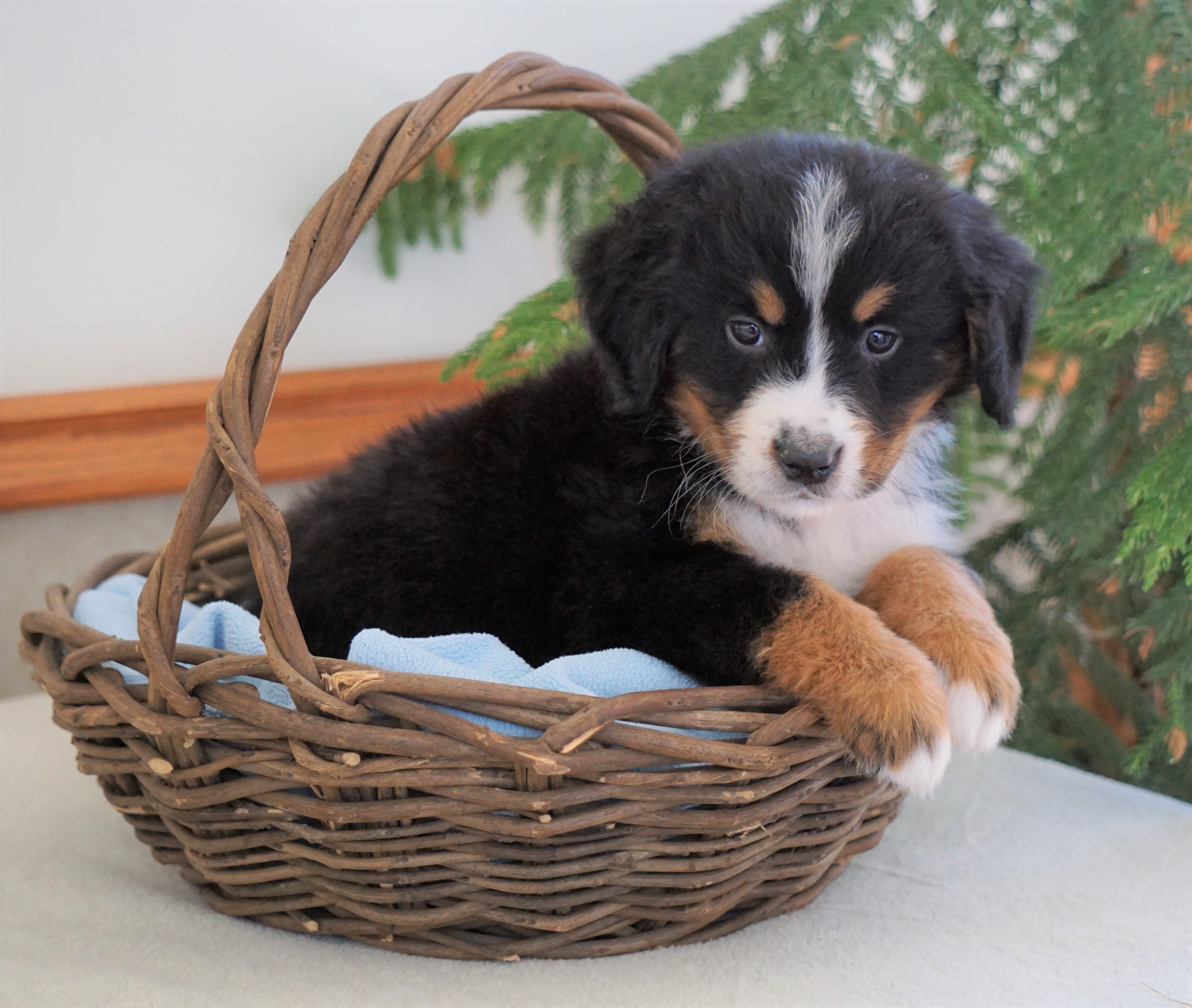 AKC Registered Bernese Mountain Dog For Sale Shiloh, OH Male- Bruce - AC Puppies LLC