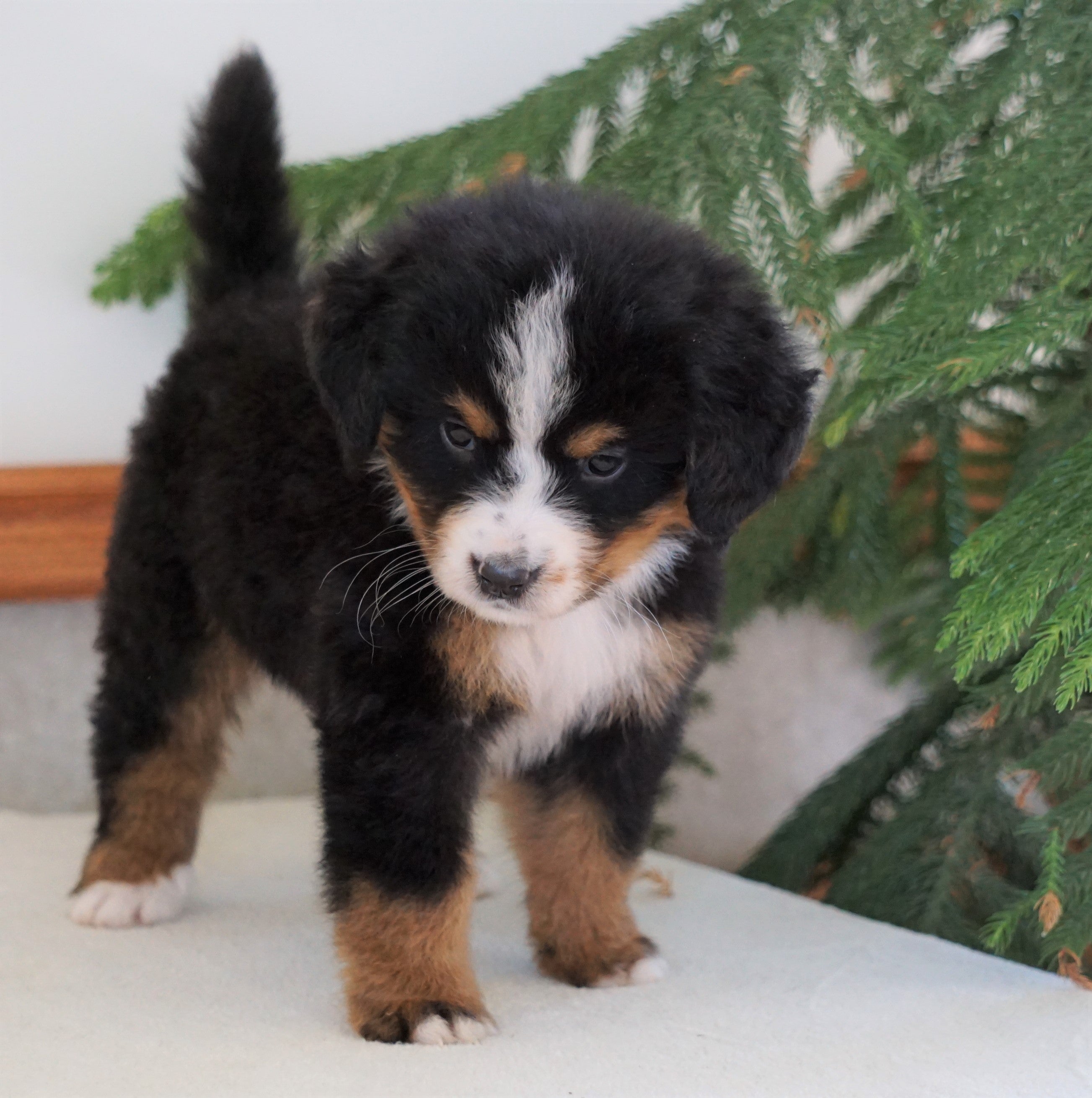 AKC Registered Bernese Mountain Dog For Sale Shiloh, OH ...