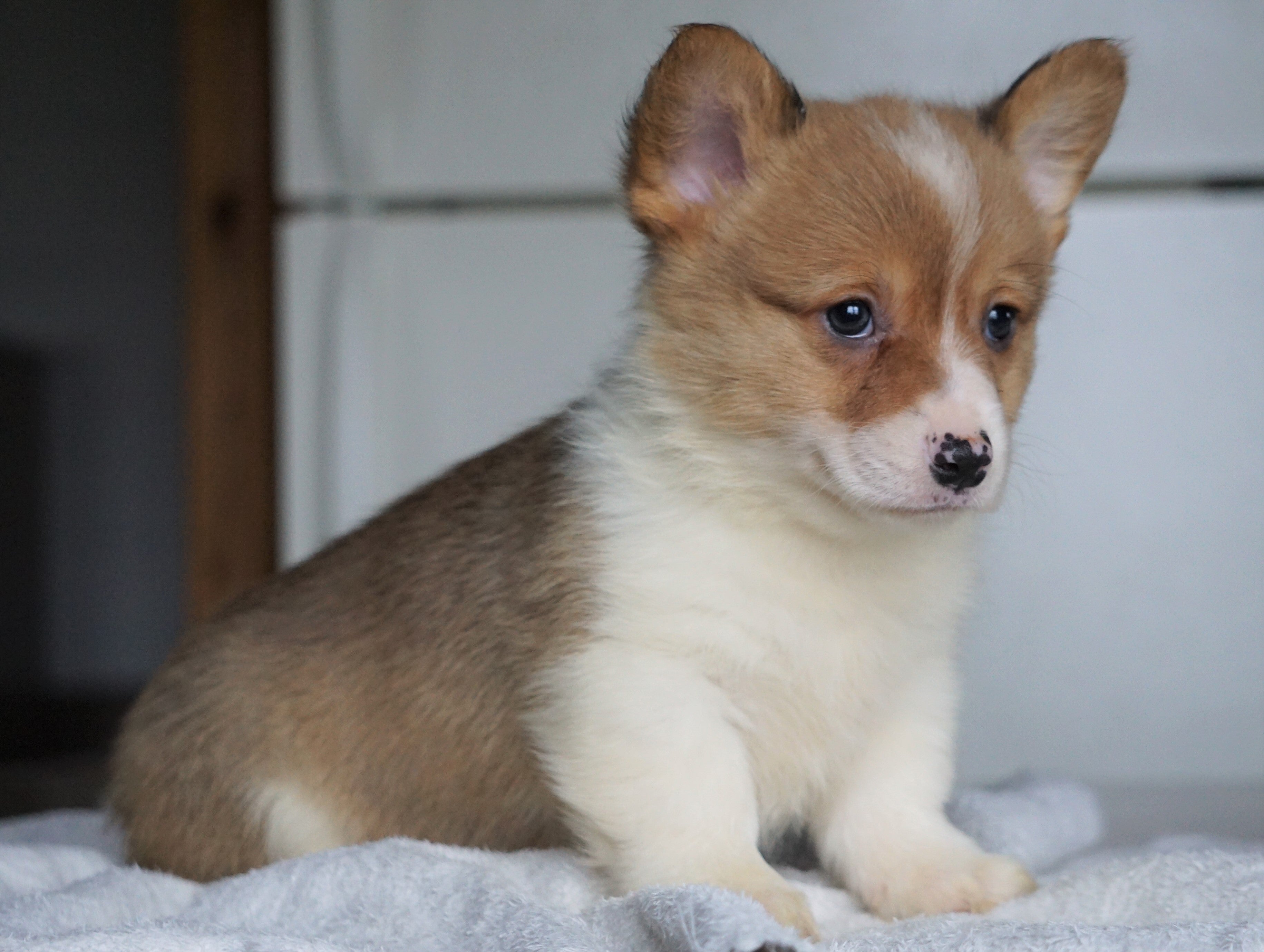 AKC Registered Pembroke Welsh Corgi For Sale Millersburg, OH Male - Fl ...