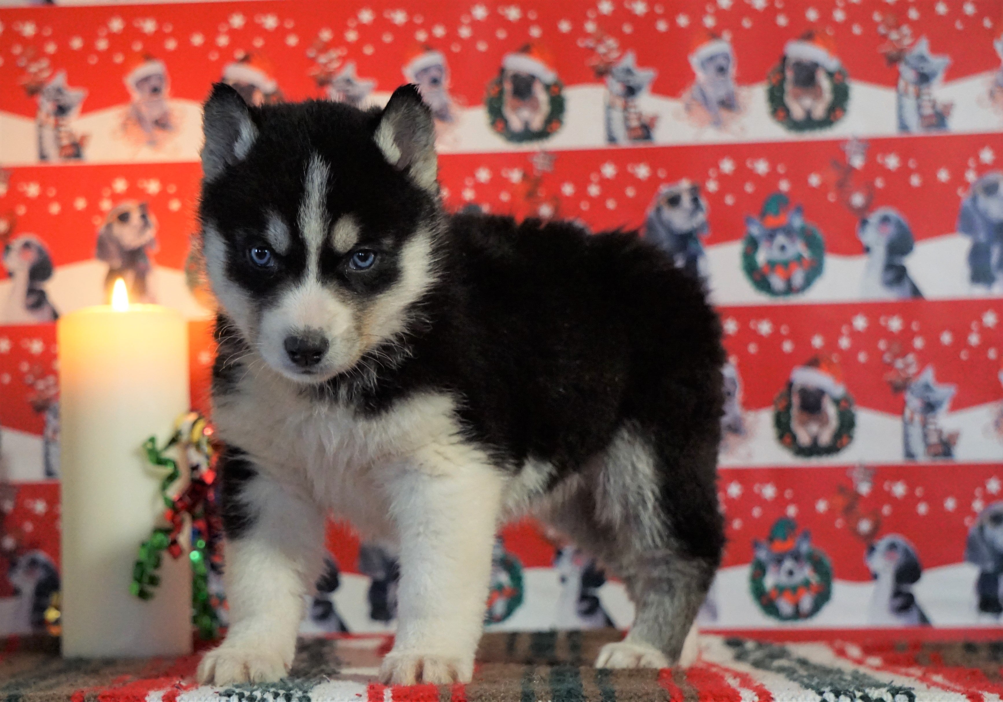 Siberian Husky For Sale Fredericksburg, OH Male - Dallas ...