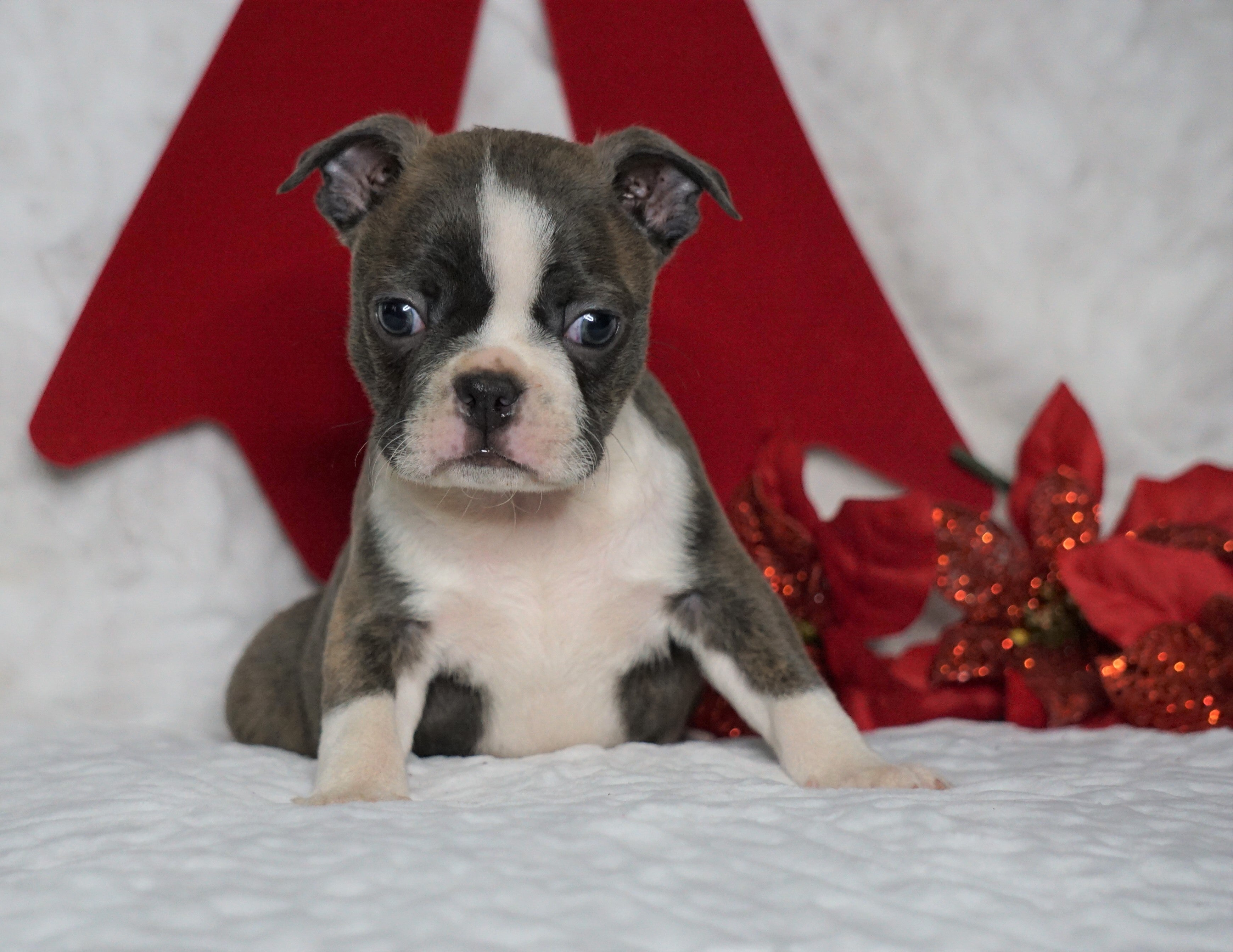 AKC Registered Boston Terrier For Sale Warsaw, OH Female- Bella -RARE ...