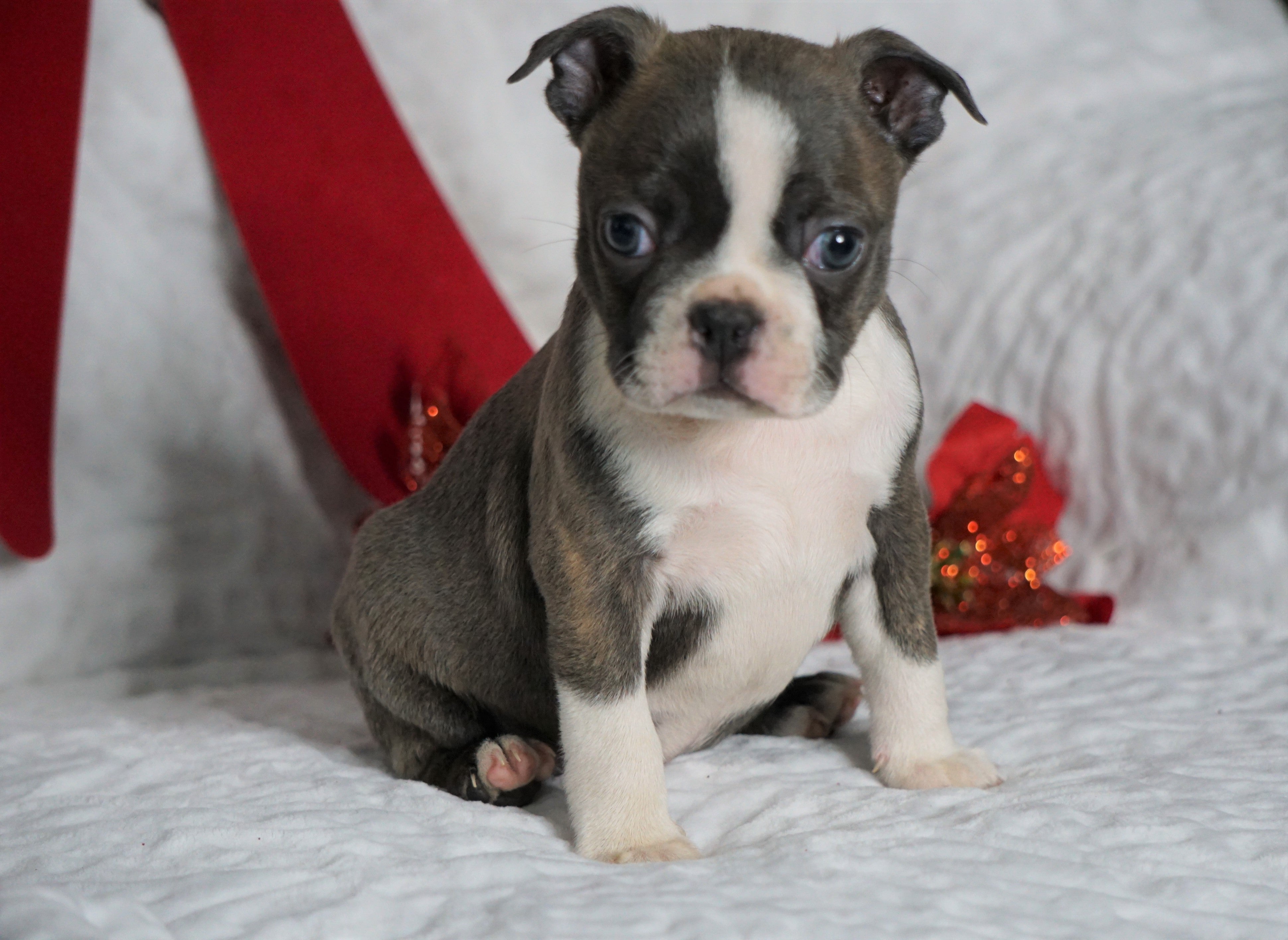 AKC Registered Boston Terrier For Sale Warsaw, OH Female- Bella -RARE ...