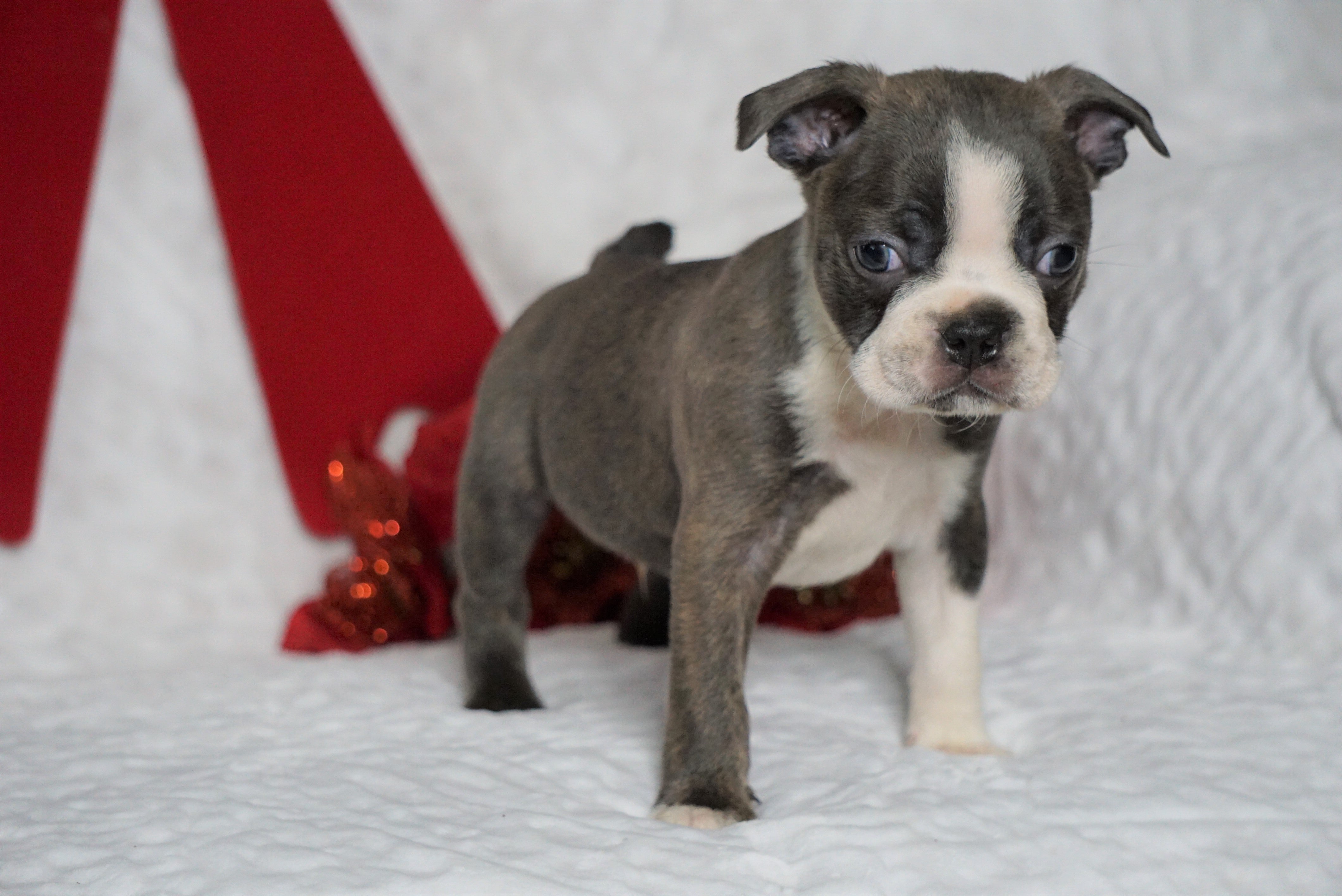 AKC Registered Boston Terrier For Sale Warsaw, OH Male- Benji -RARE BL ...