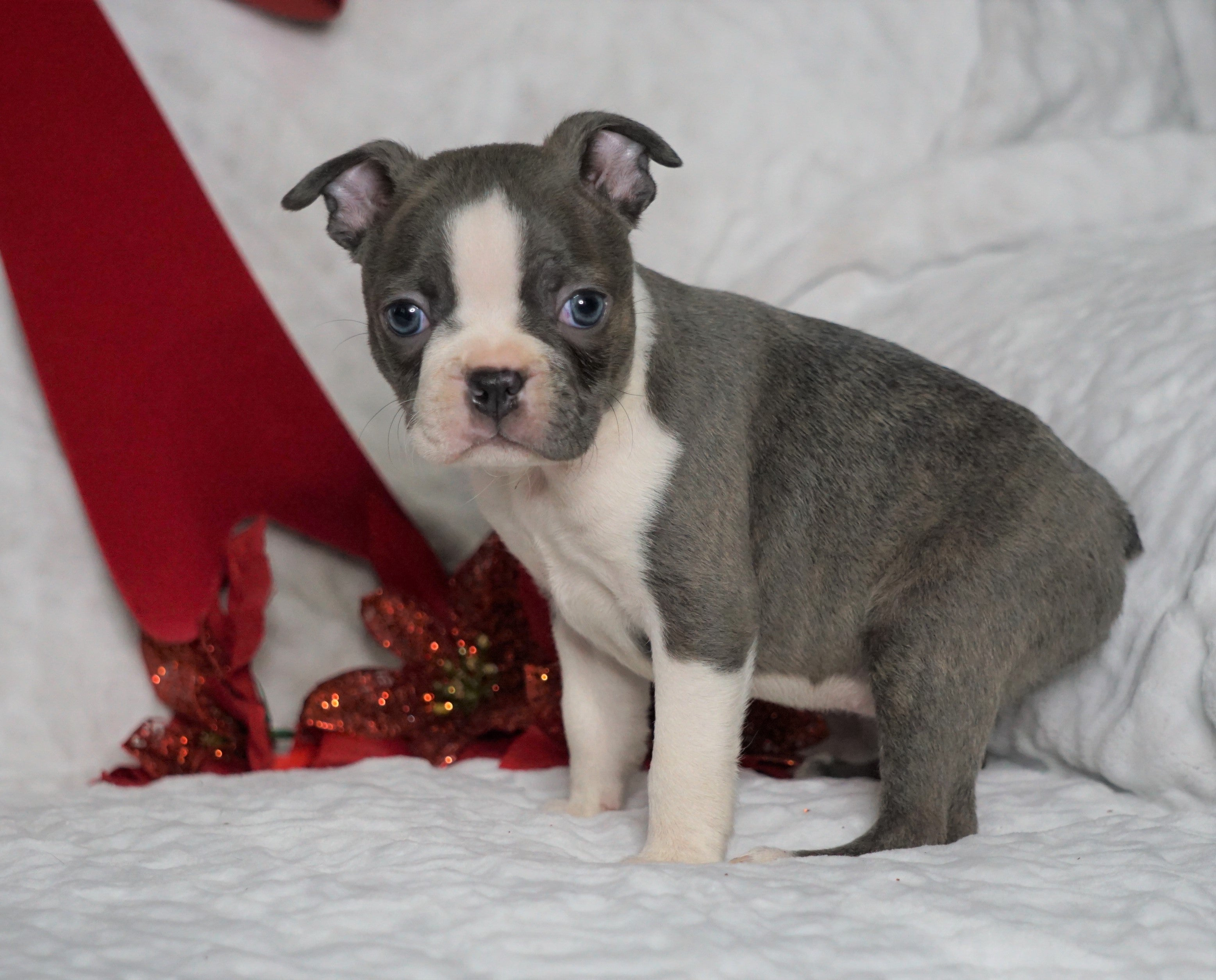 AKC Registered Boston Terrier For Sale Warsaw, OH Female- Bonnie -RARE ...