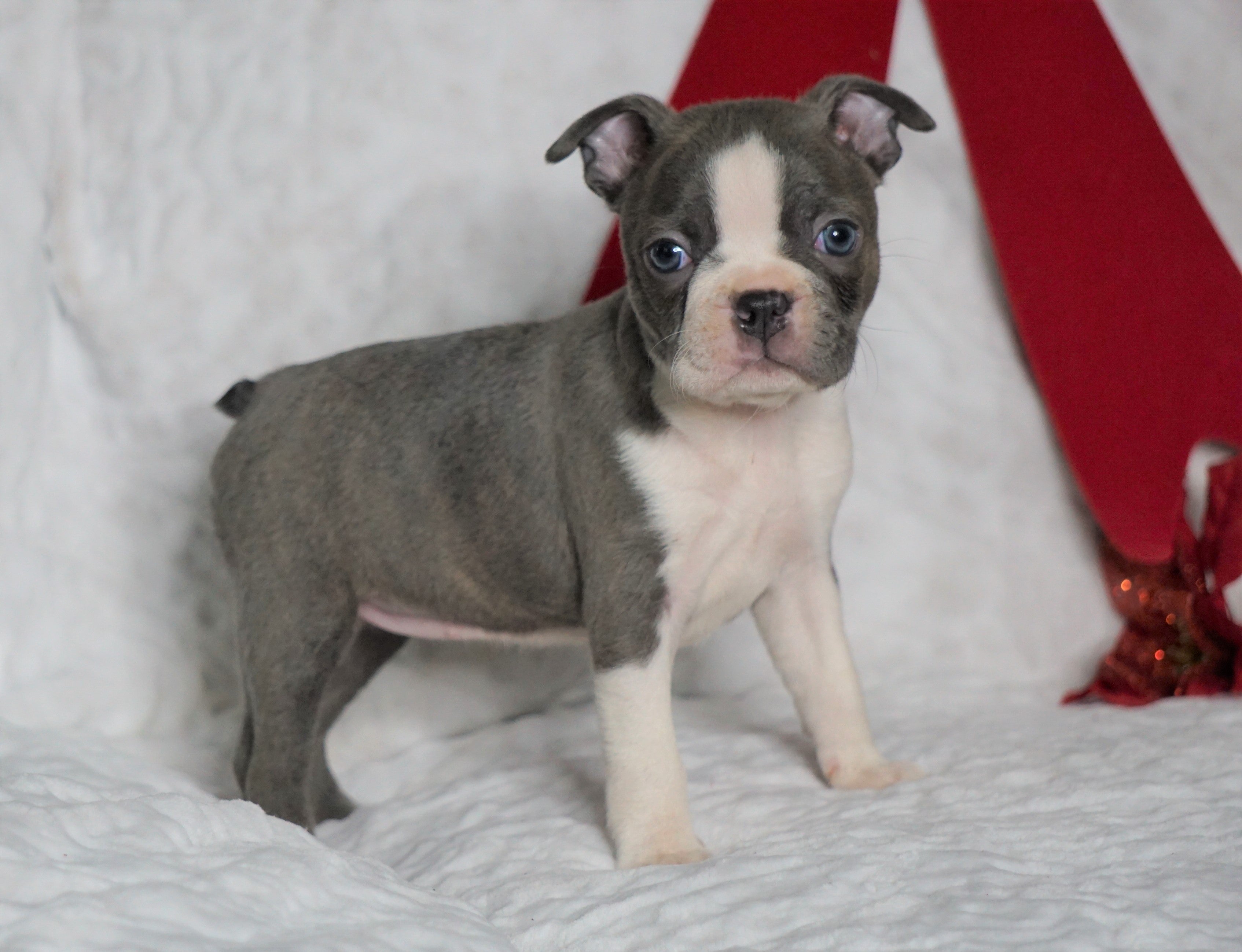 what colors are boston terriers