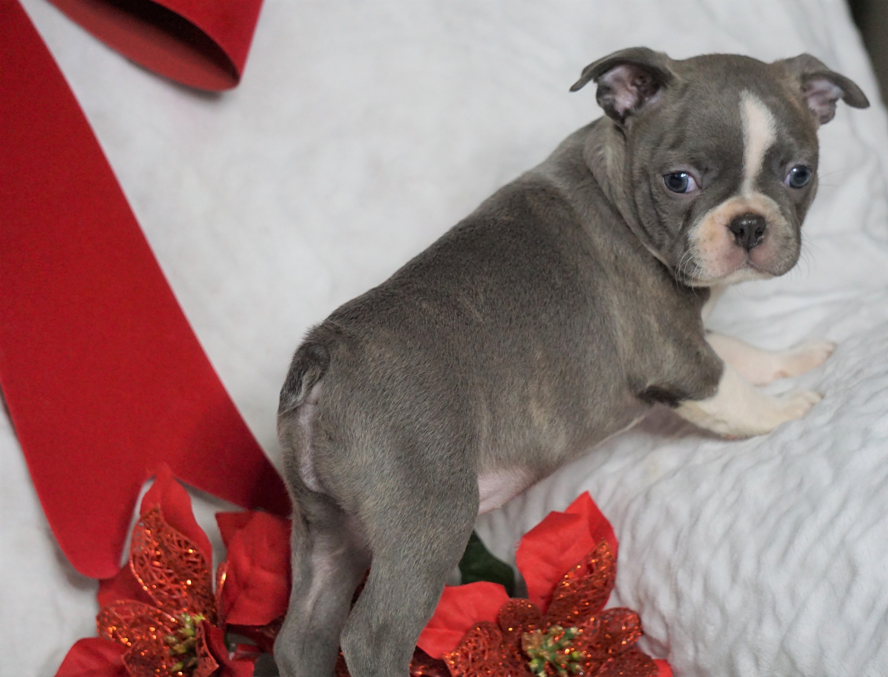 AKC Registered Boston Terrier For Sale Warsaw, OH Female- Baylie -RARE ...