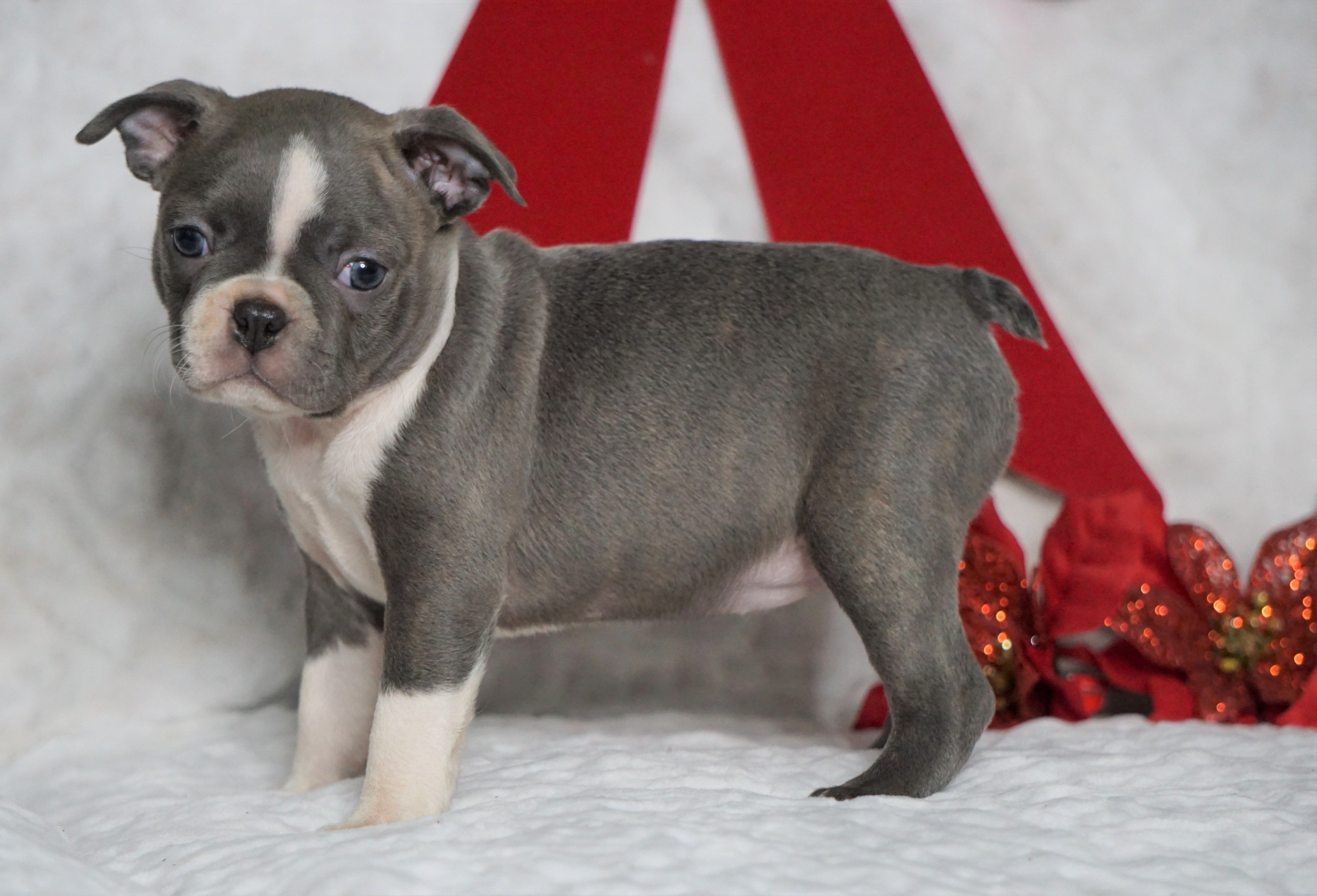 AKC Registered Boston Terrier For Sale Warsaw, OH Female- Baylie -RARE ...