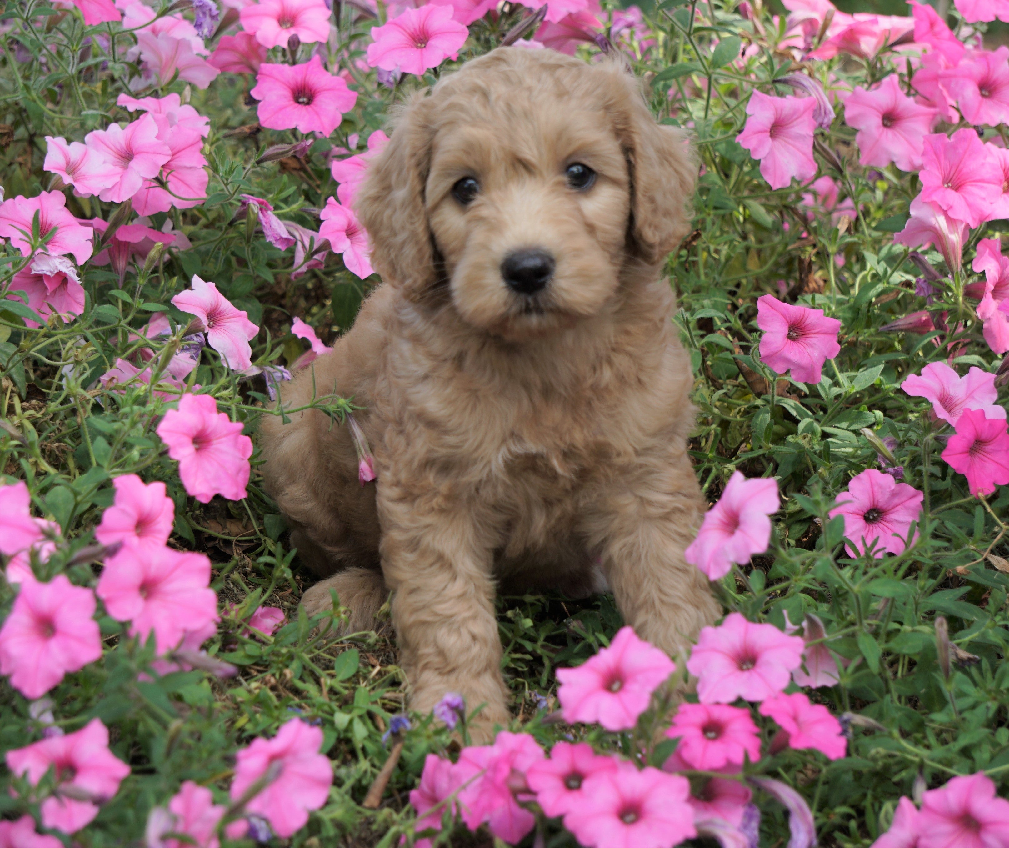 Medium F1B Goldendoodle For Sale Millersburg, OH Female Katie AC