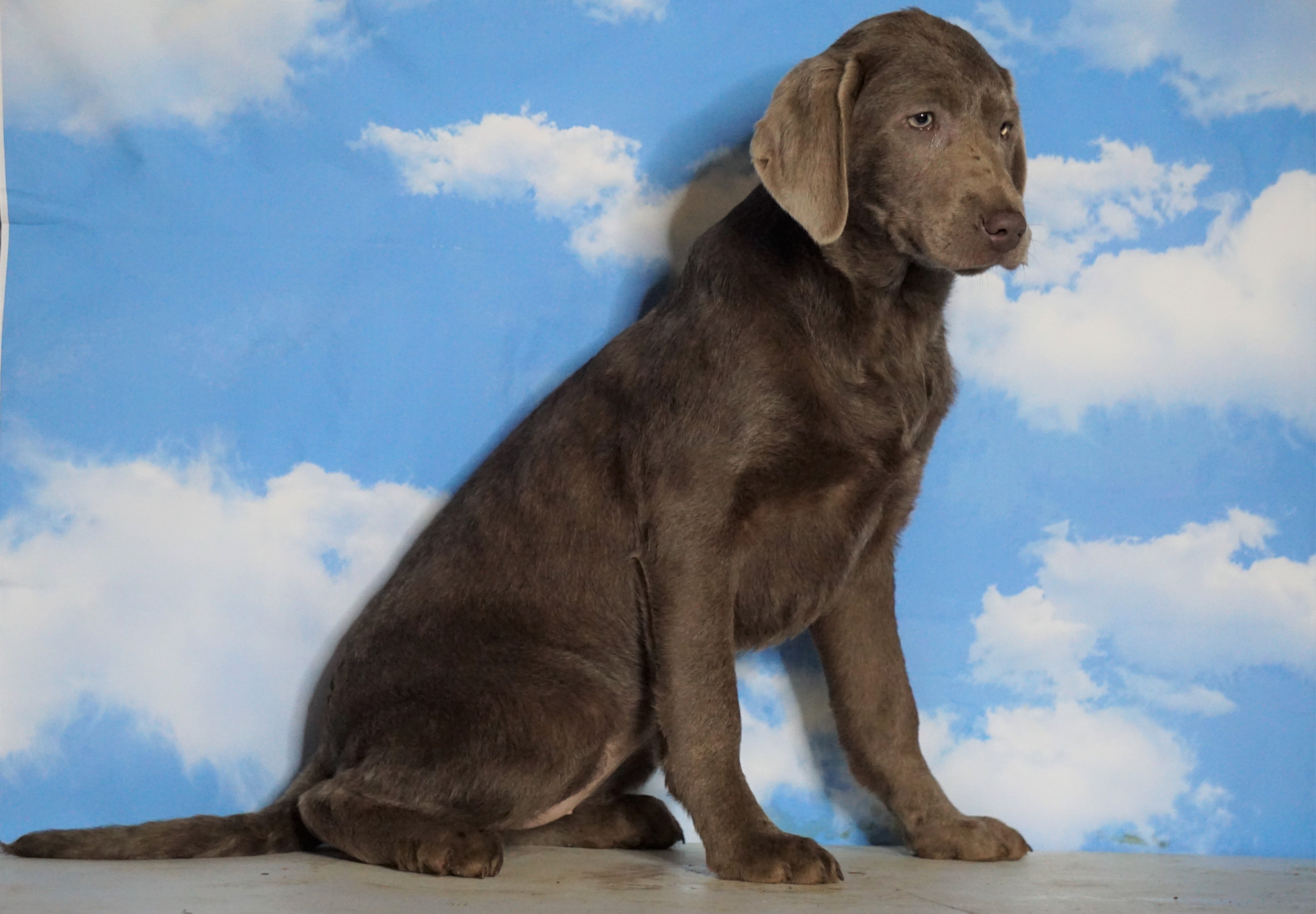 AKC Chocolate Labrador Retriever For Sale Sugarcreek, OH Female Ruby