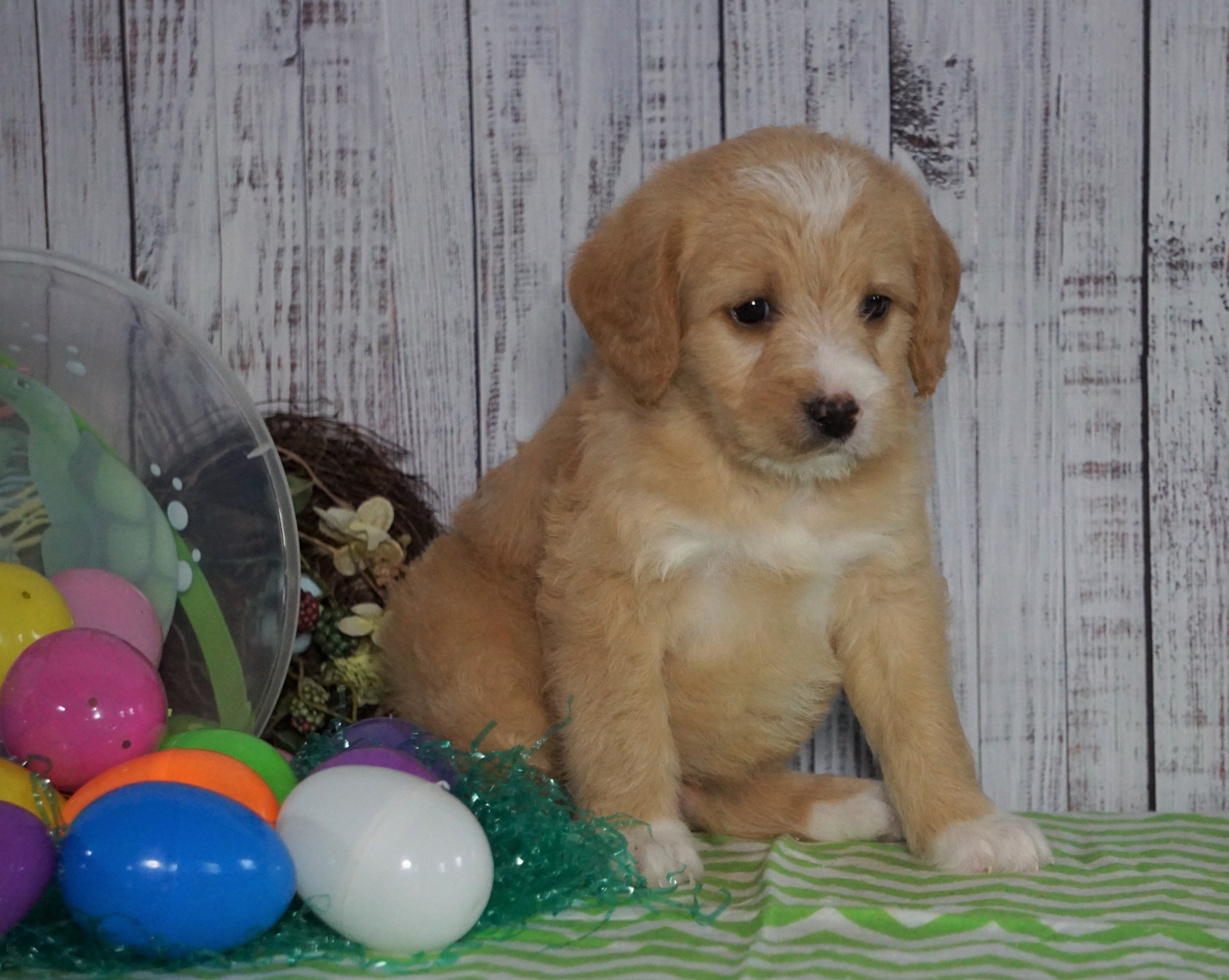 F1B Medium Labradoodle For Sale Millersburg, OH Male ...