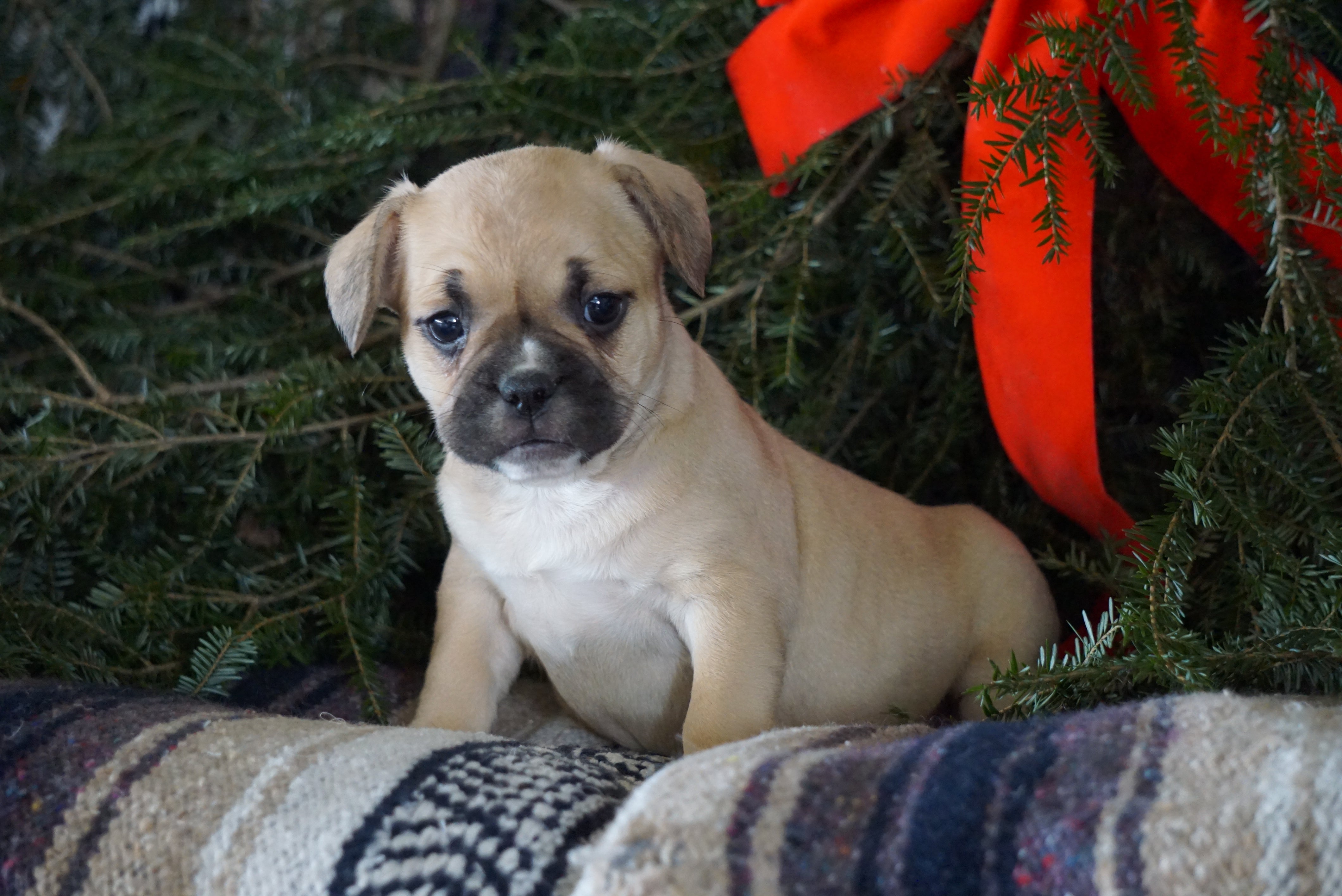 Frenchton Puppy For Sale Millersburg, OH Female- Sally ...