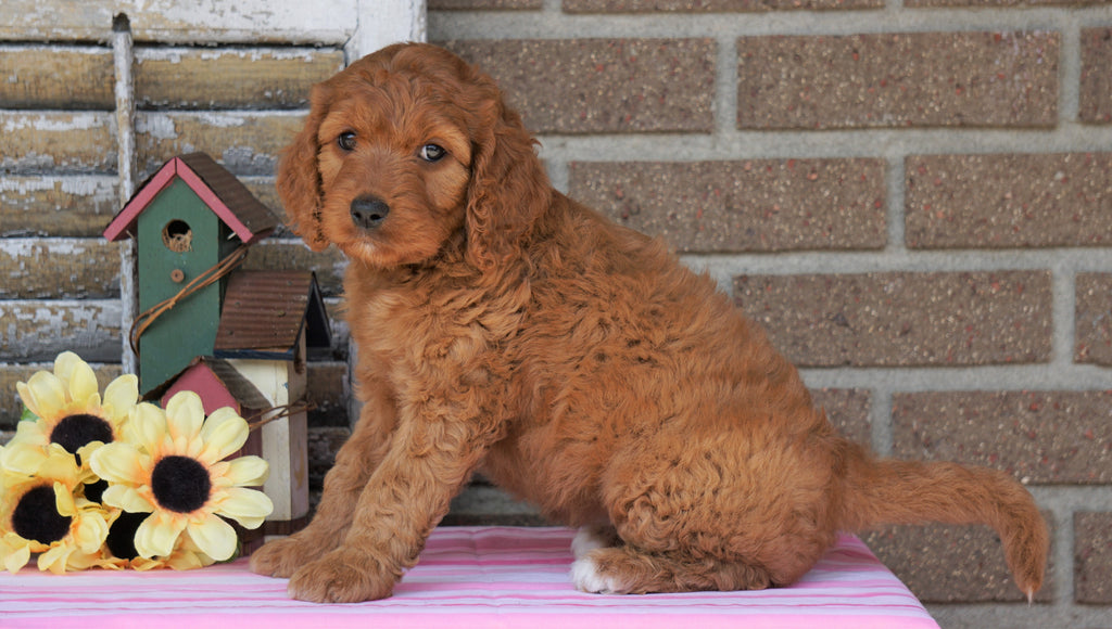 Goldendoodle Puppies Under $1000 - wide 7