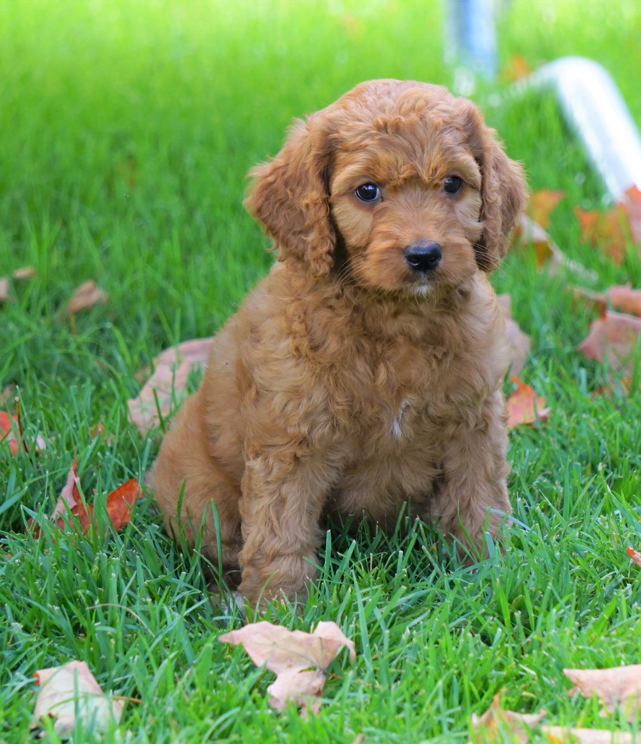 Medium F1B Goldendoodle For Sale Millersburg, OH Female Kookie AC