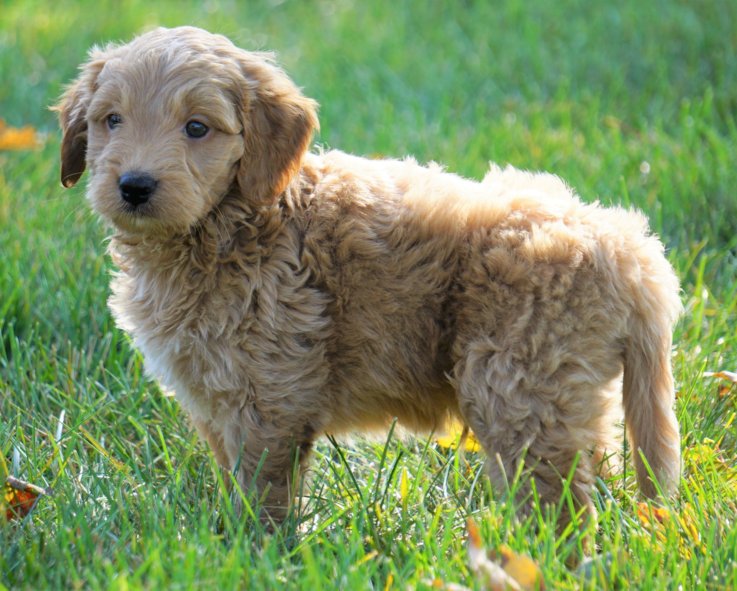 Mini Goldendoodle For Sale Loudenville, OH Male Cody AC Puppies LLC