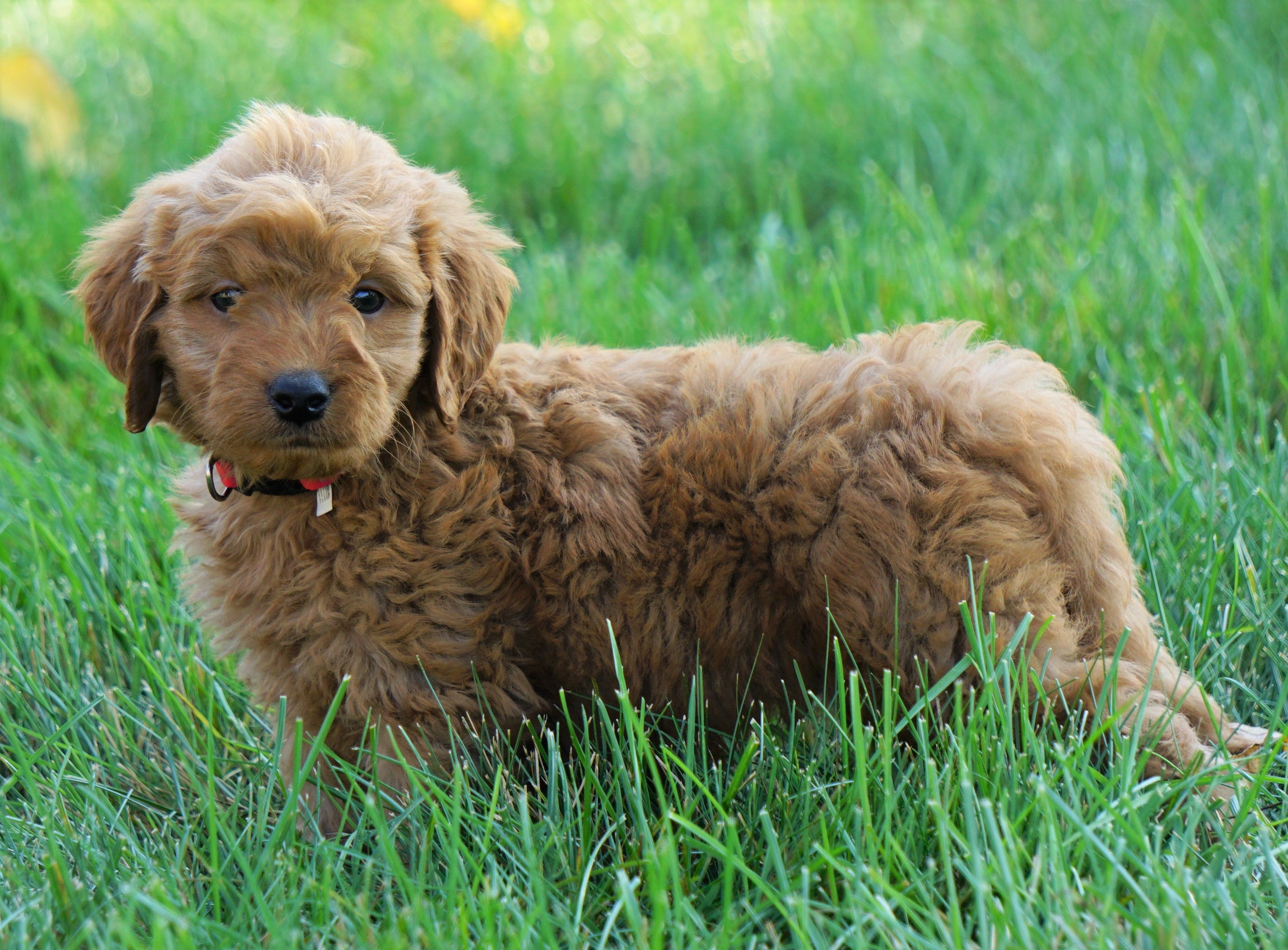 Mini Goldendoodle For Sale Loudenville, OH Male Anson AC Puppies LLC