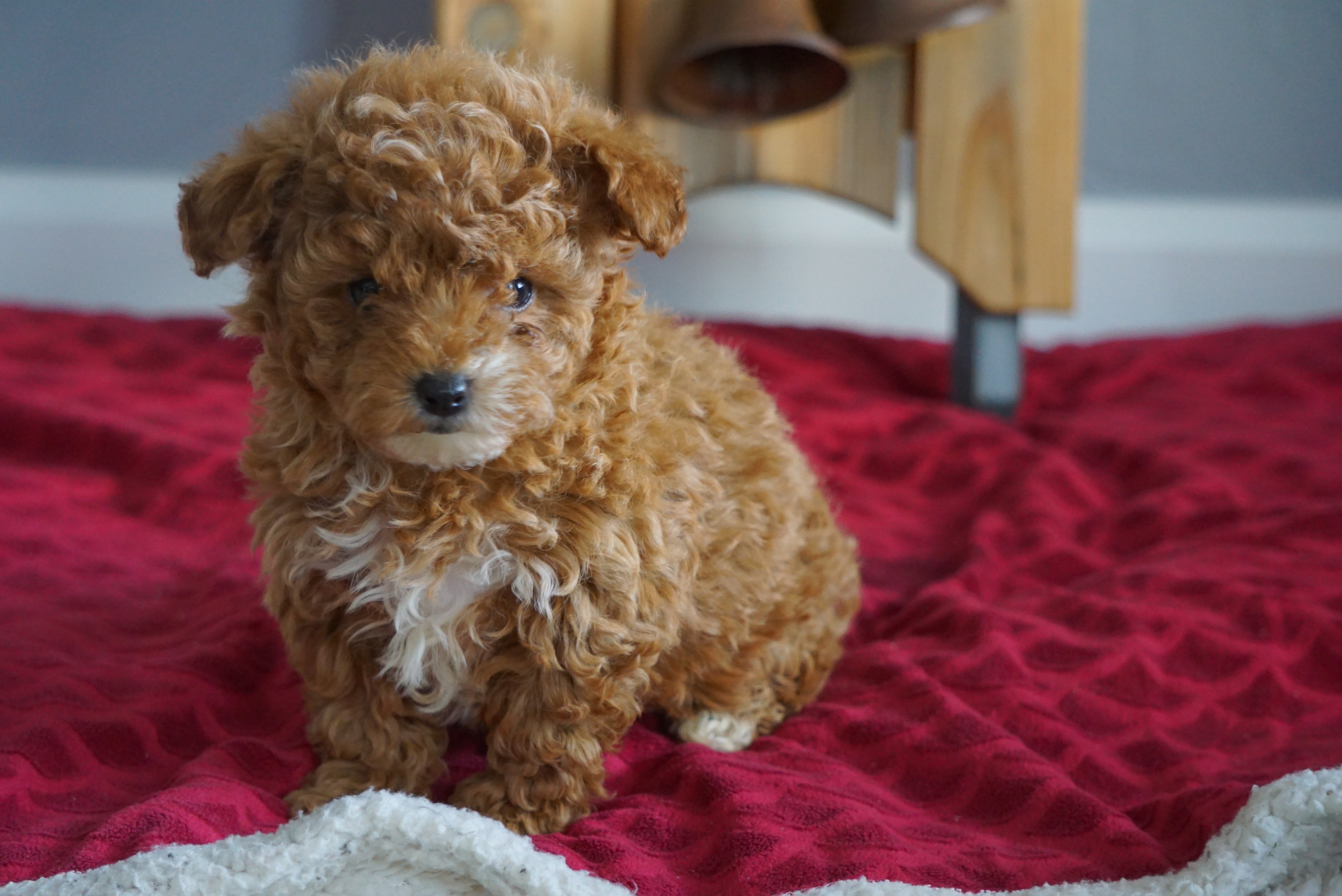 akc toy poodle