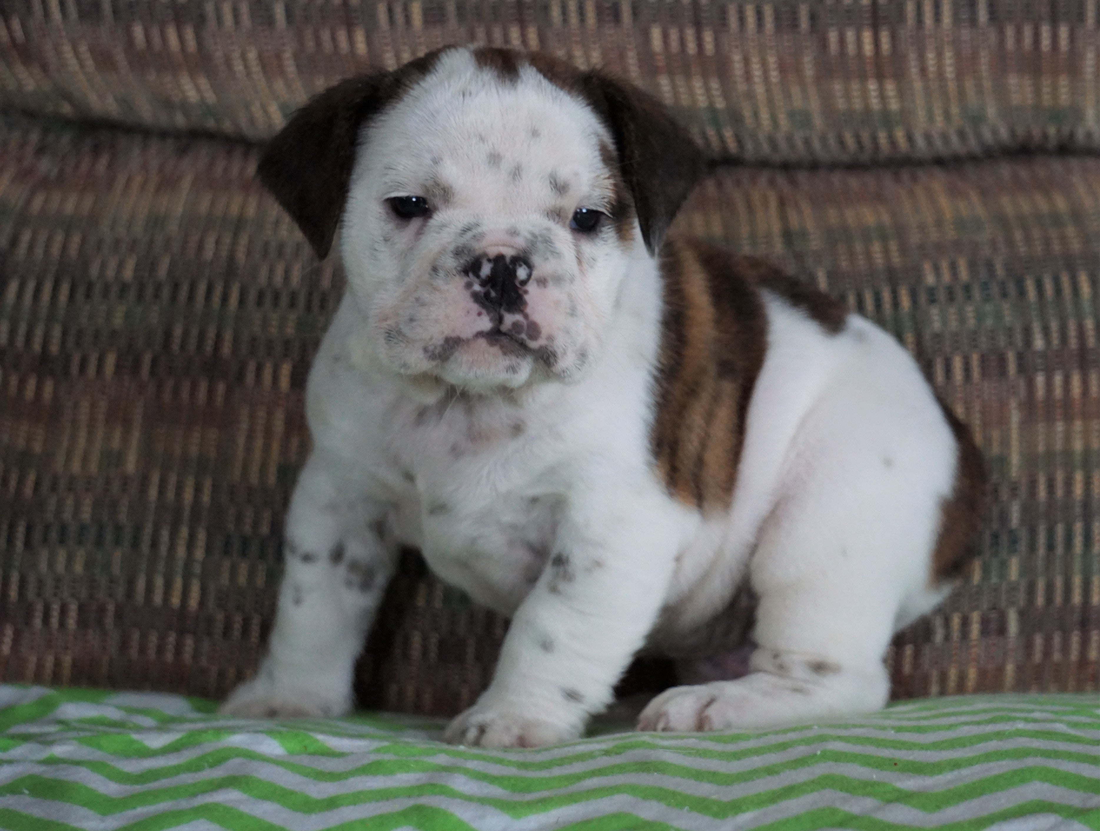 Beabull Puppy For Sale Millersburg, OH Male - Axel - AC Puppies LLC