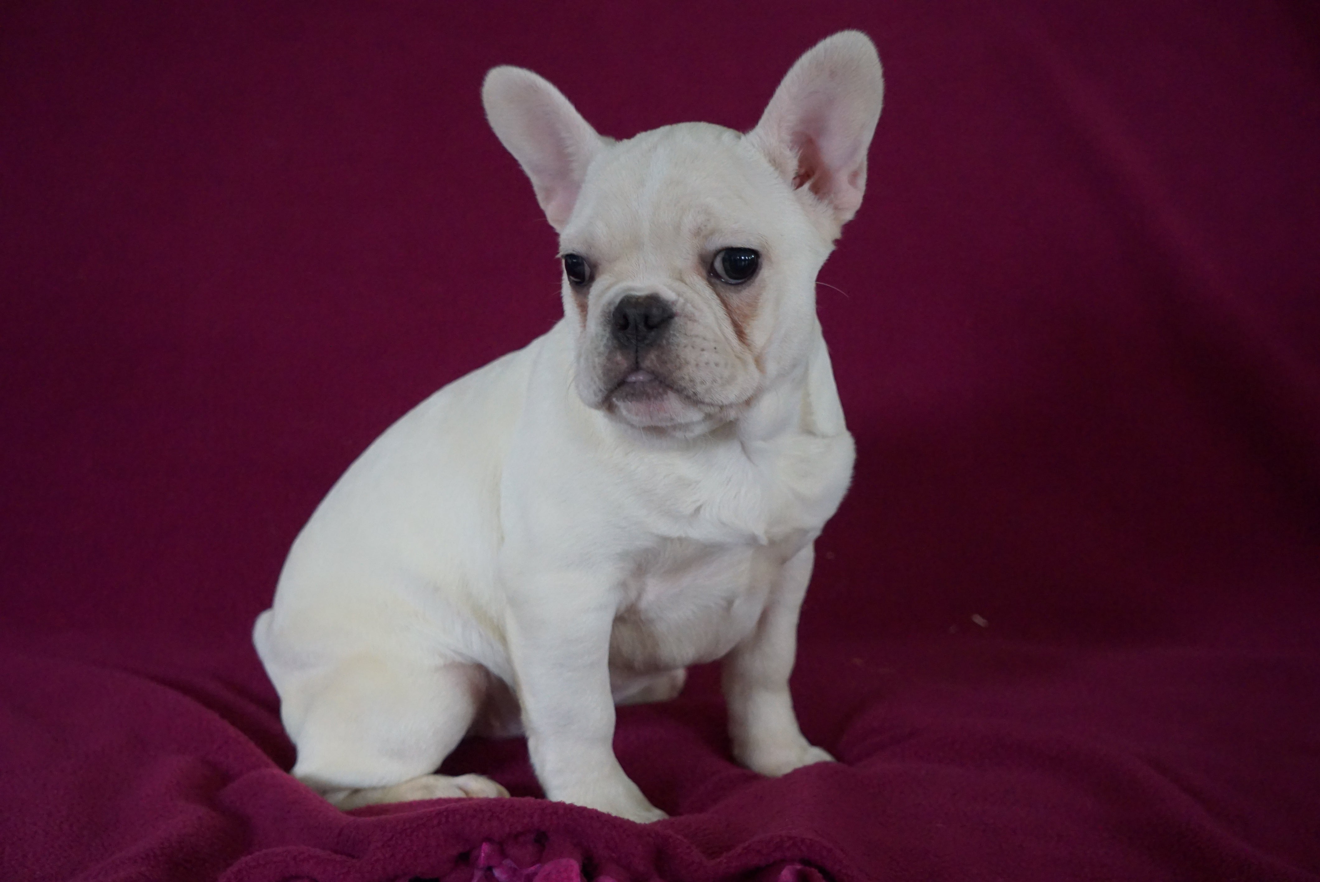 AKC Registered French Bulldog For Sale Millersburg, OH Female- Nancy ...