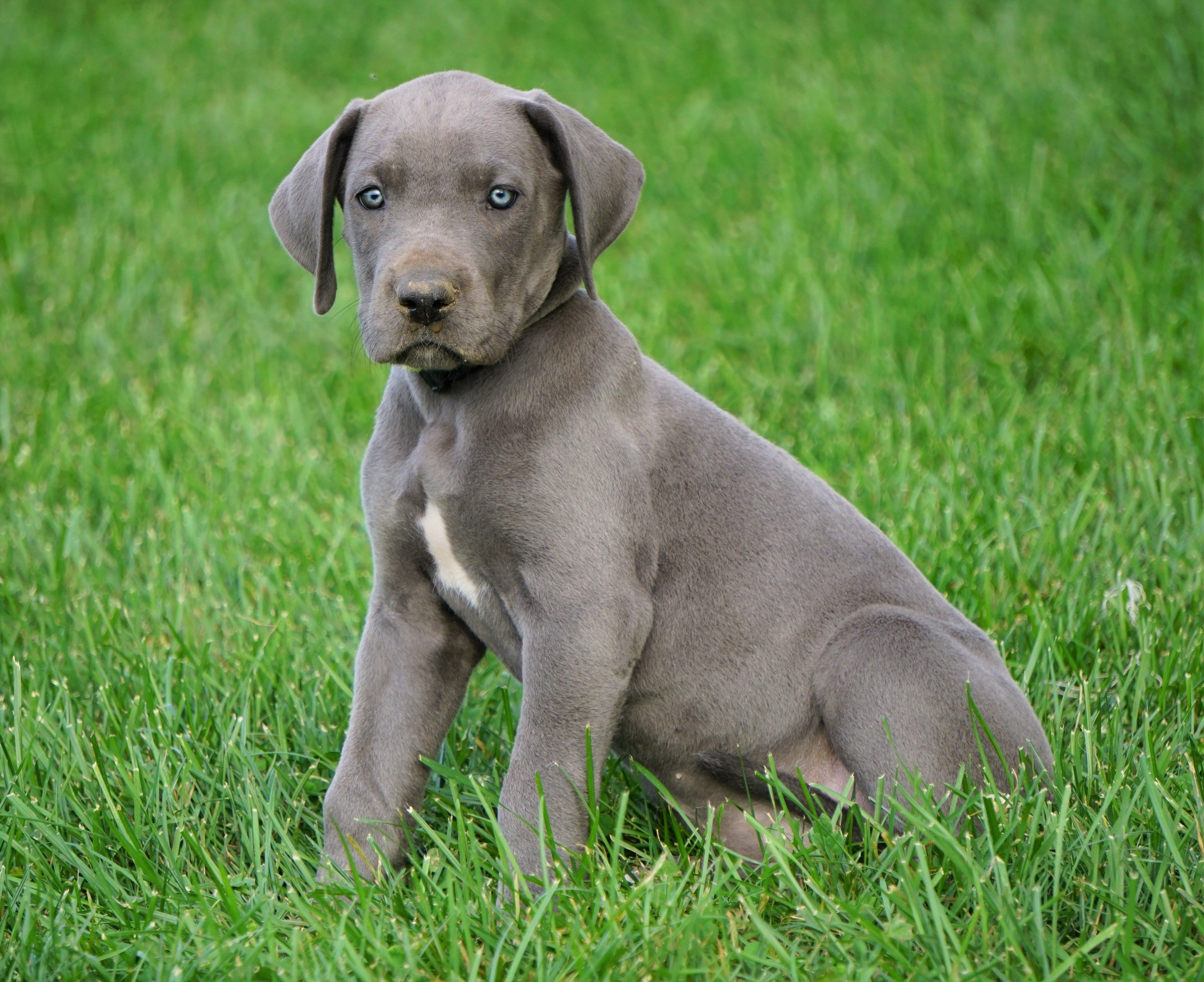 AKC Registered Great Dane For Sale Millersburg, OH Female - Lassie – AC ...