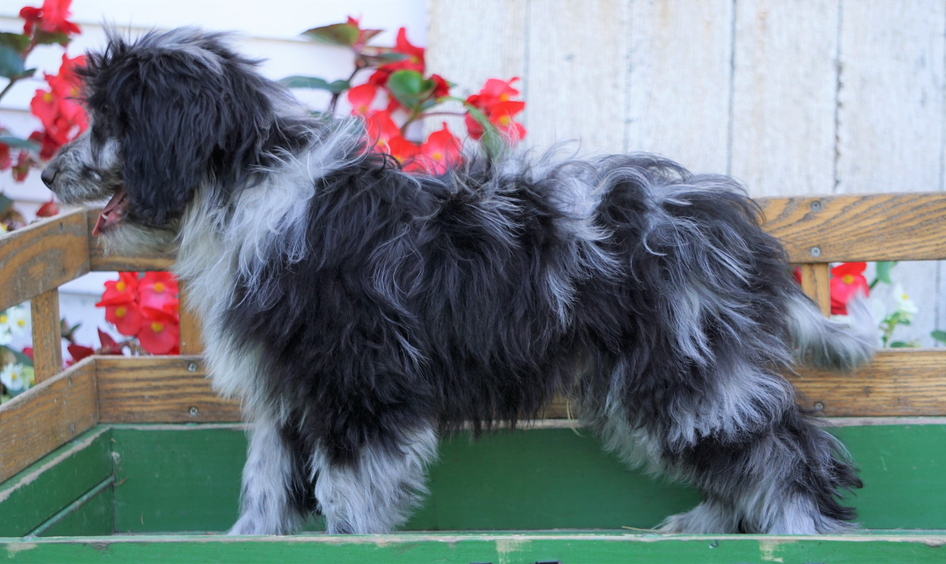 Mini Aussiedoodle For Sale Millersburg, OH Male- Brody ...