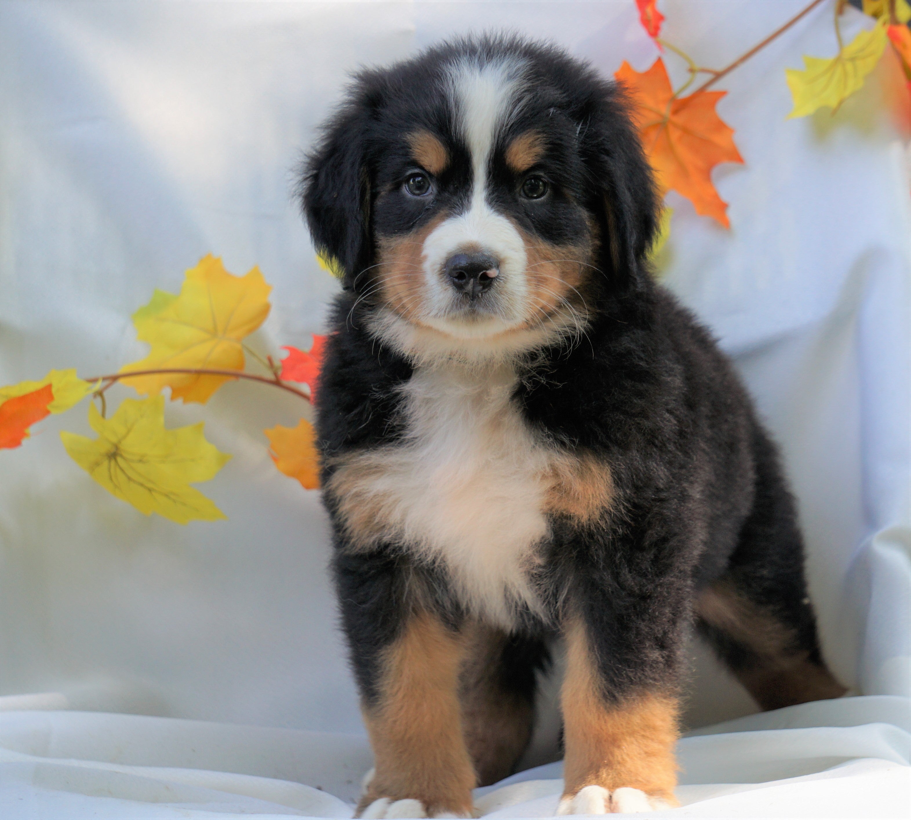 AKC Registered Bernese Mountain Dog For Sale Millersburg, OH Male - Ch