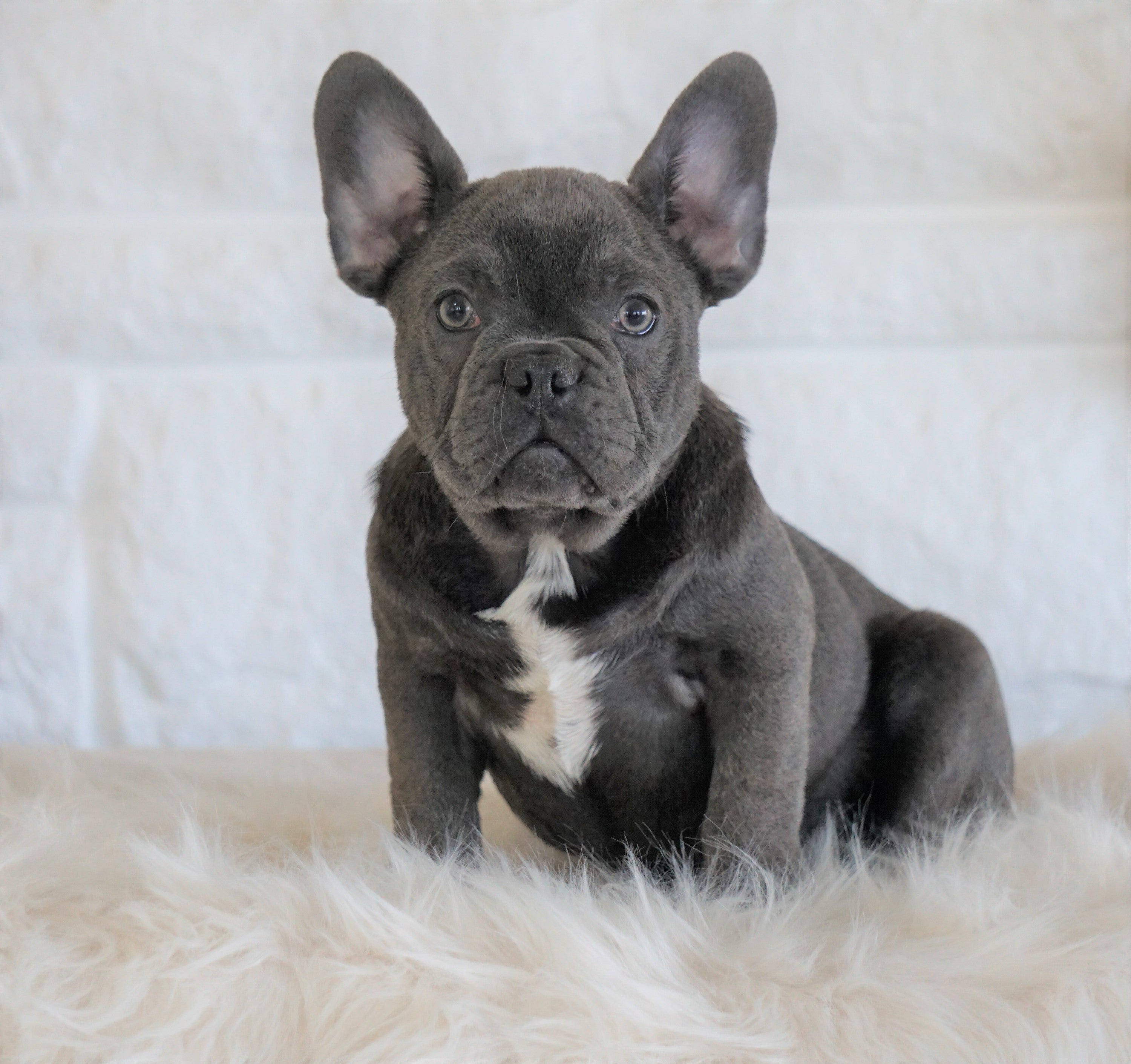 French Bulldog For Sale Dundee, OH Male- Badger Bleu – AC Puppies LLC