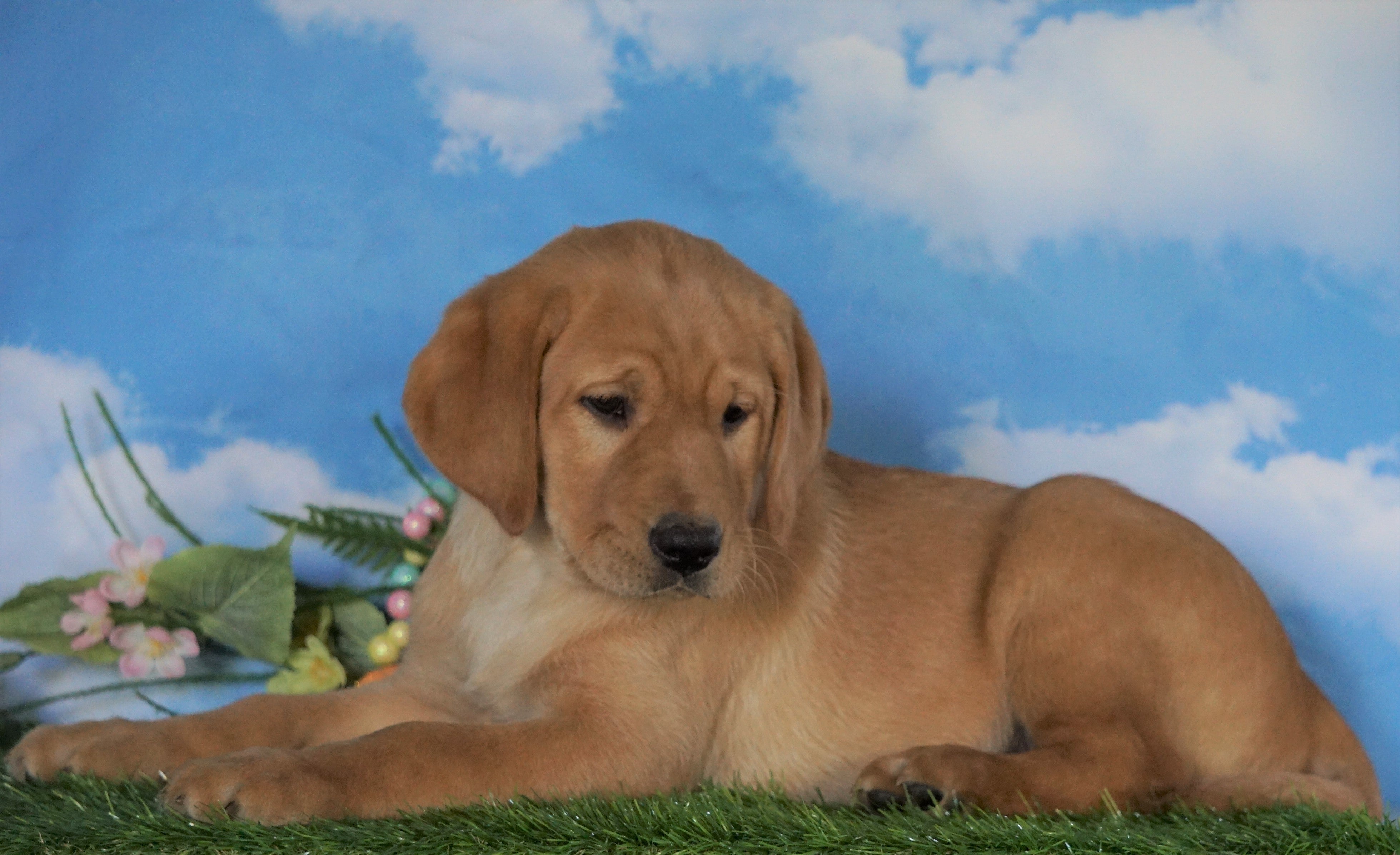 golden retriever of fox water farms