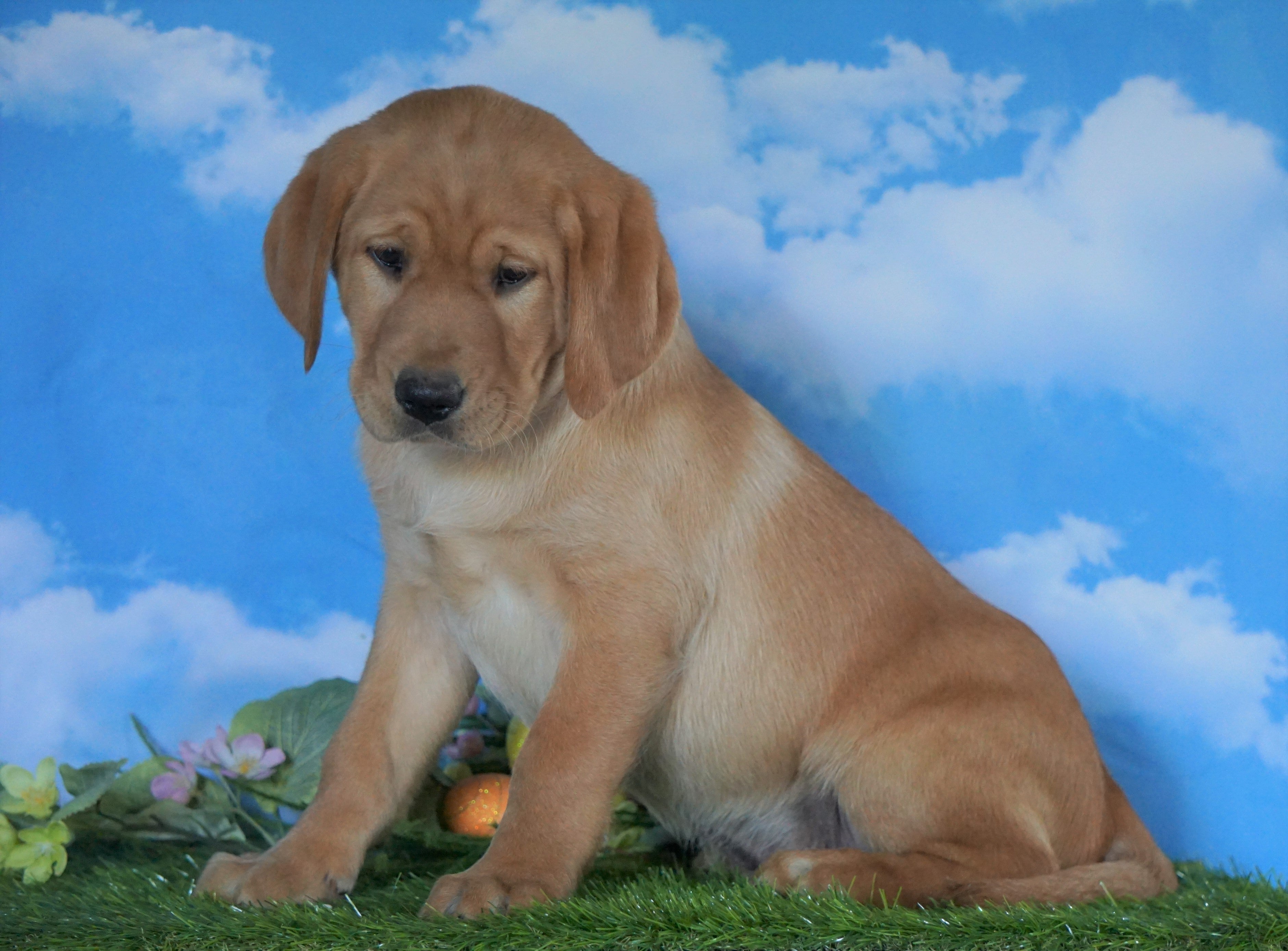 AKC Registered Labrador Retriever (Fox Red) For Sale Sugarcreek, OH Ma