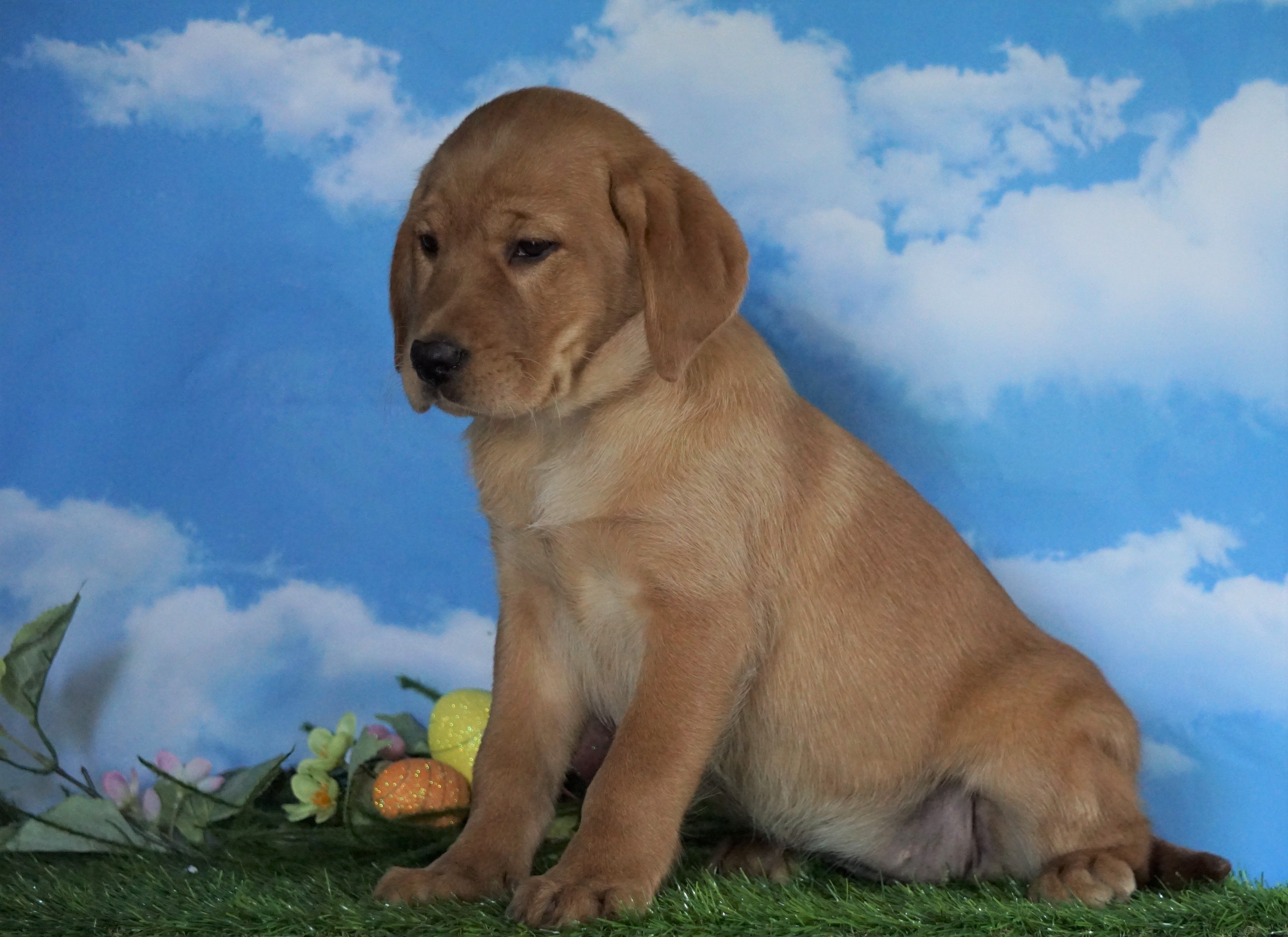 AKC Registered Labrador Retriever (Fox Red) For Sale ...