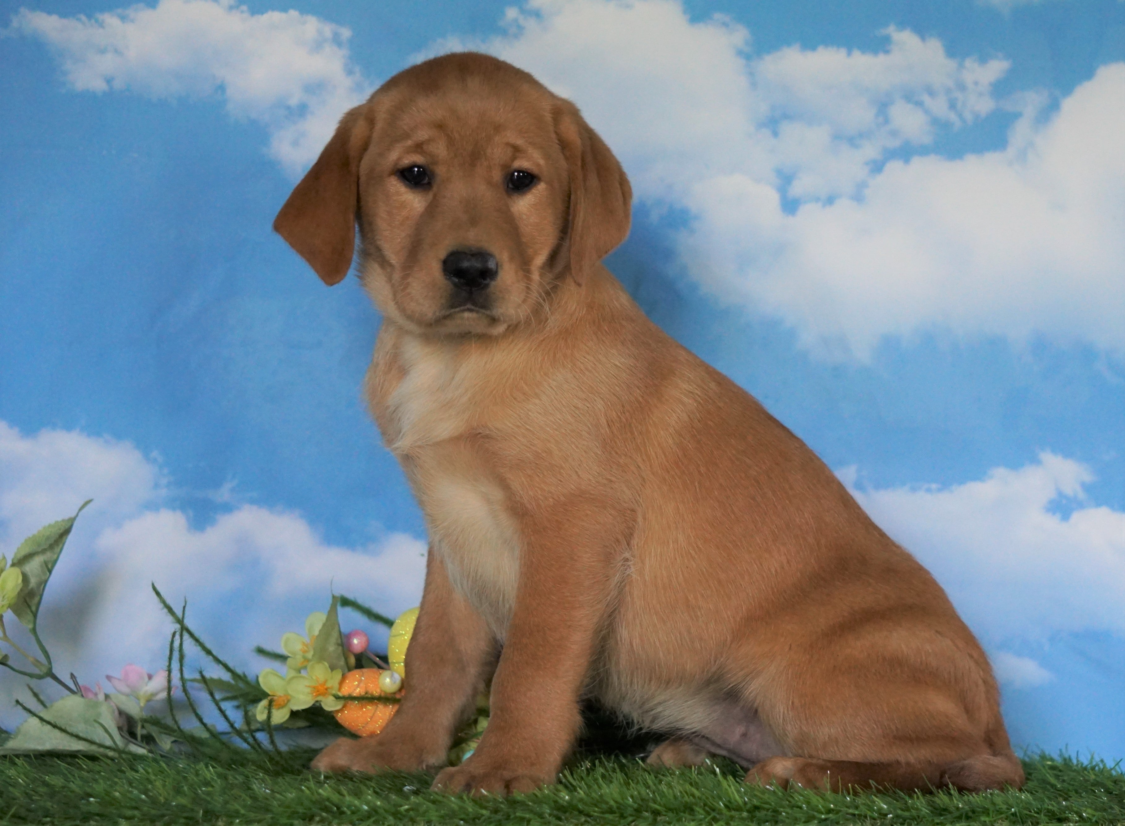 golden retriever of fox water farms