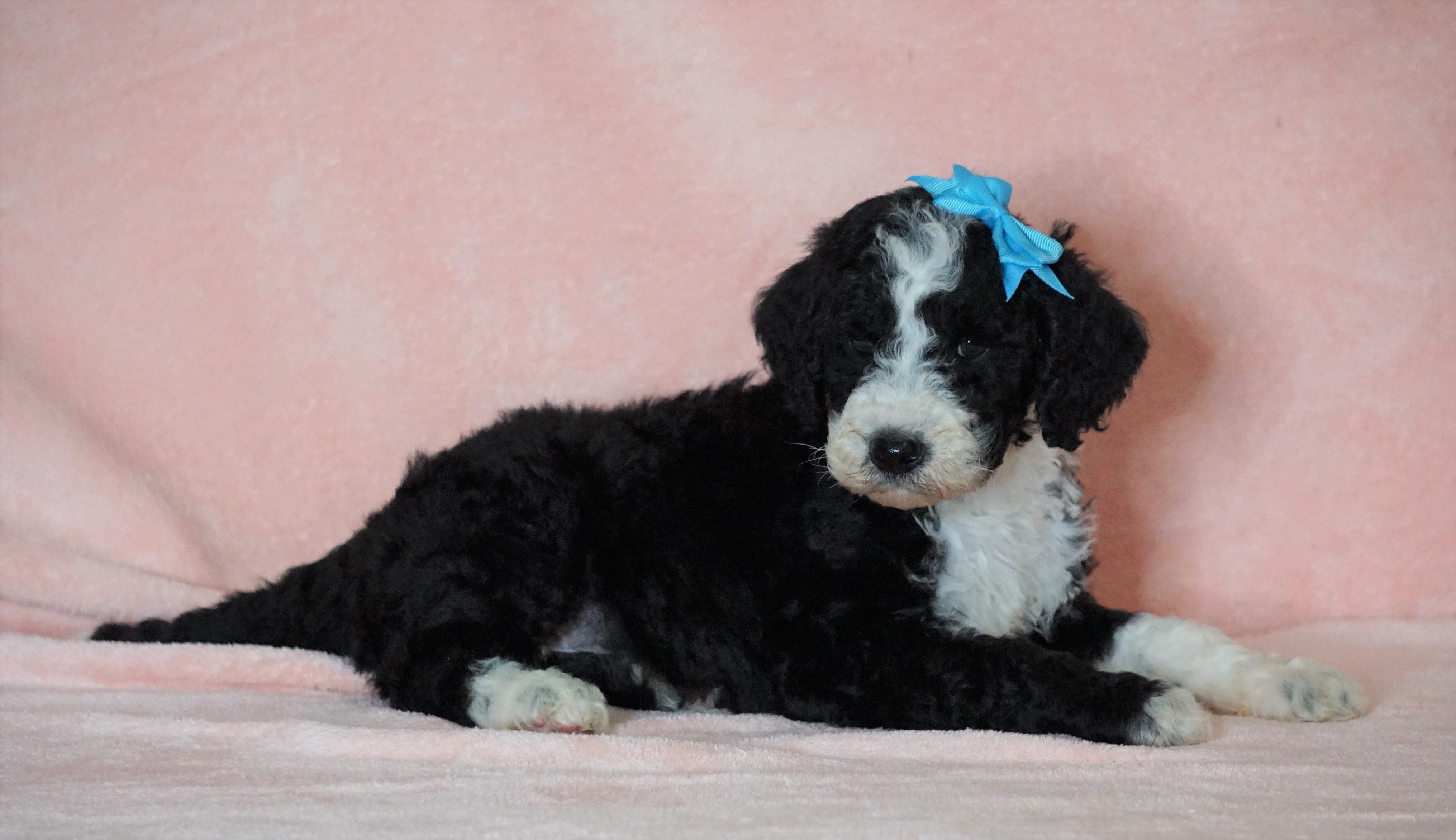 sheepadoodle for sale near me