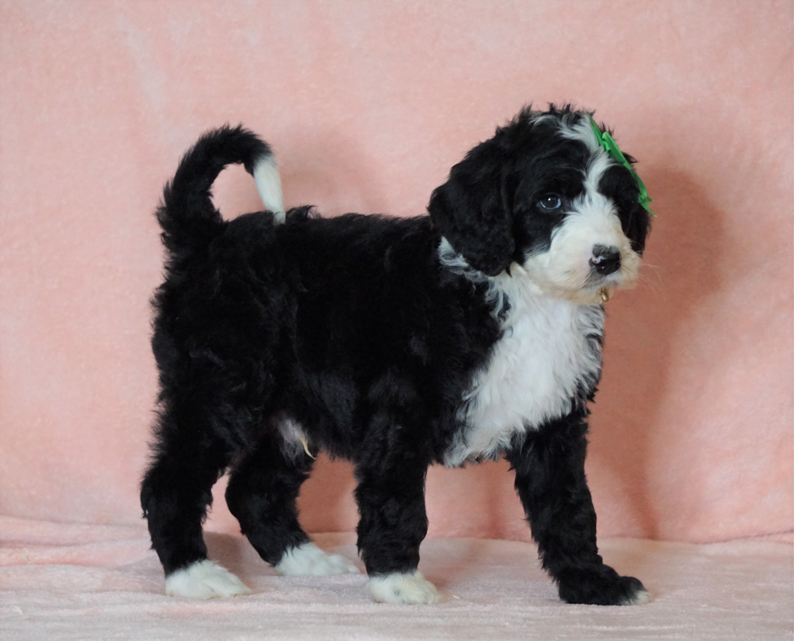 sheepadoodle for sale