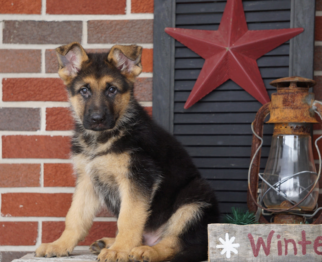 AKC Registered German Shepherd For Sale Millersburg, OH ...