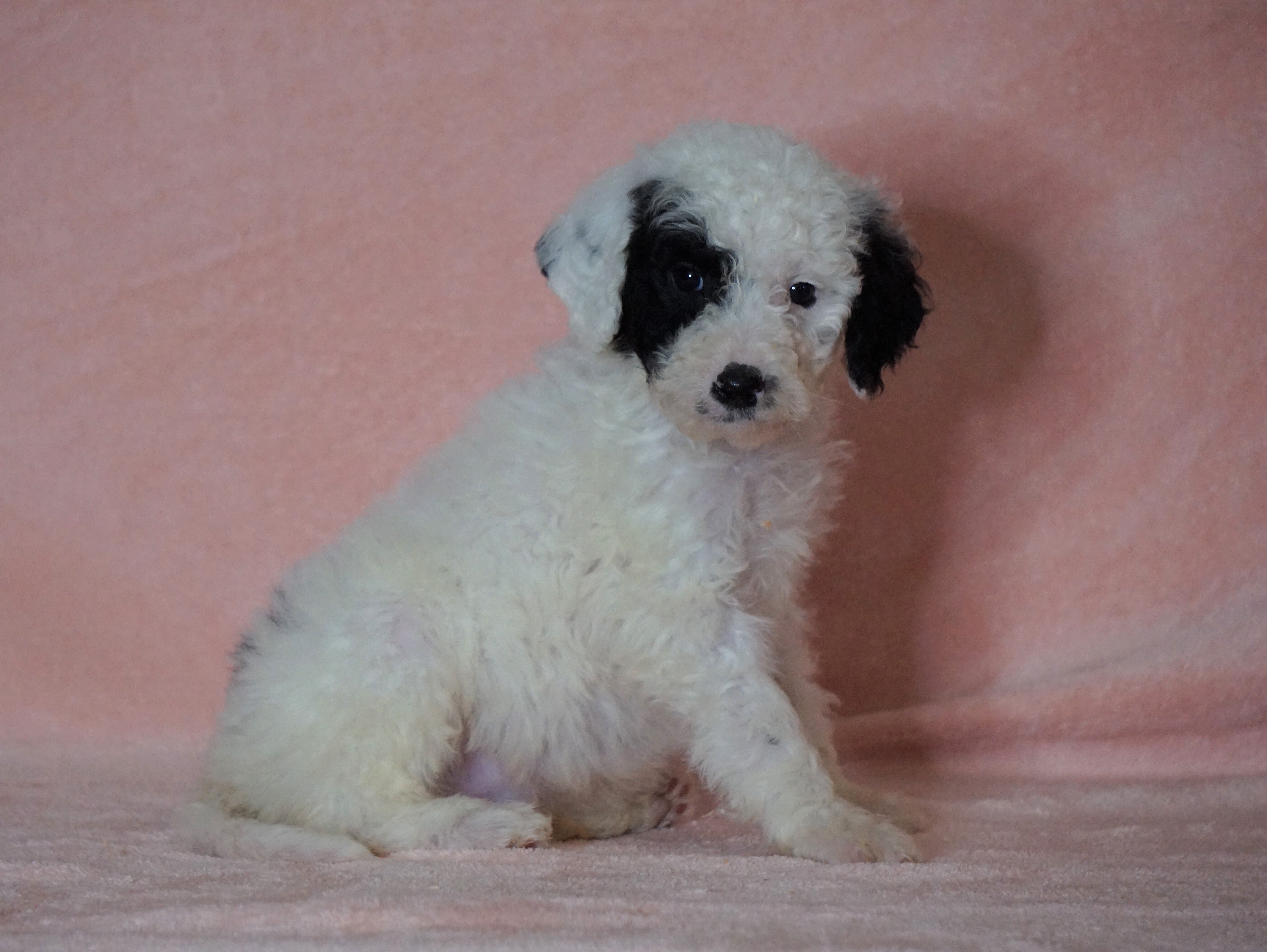 sheepadoodle for sale