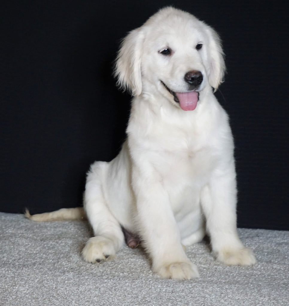 List 94+ Pictures English Cream Golden Retriever Great Pyrenees Mix ...