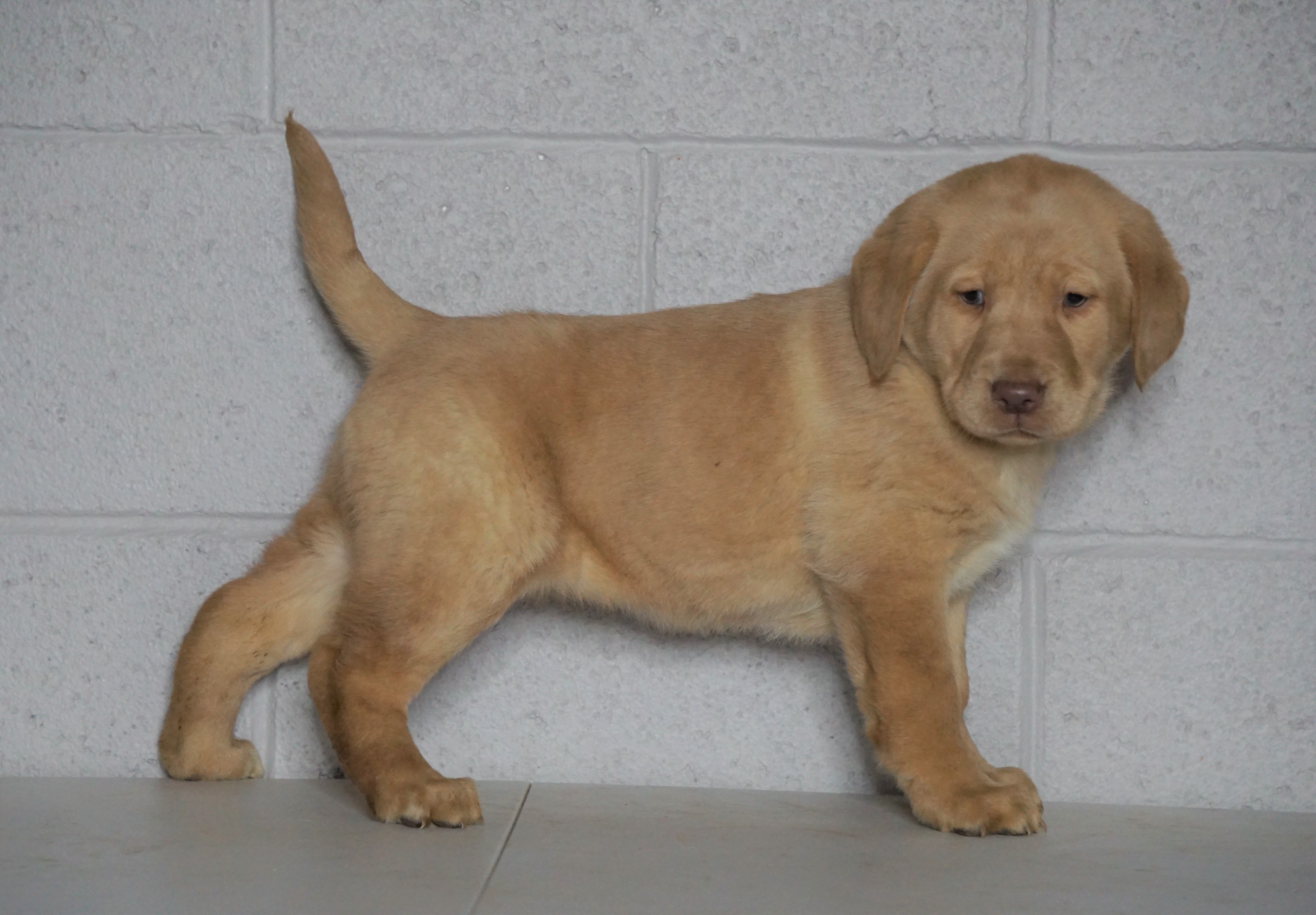 AKC Registered Labrador Retriever (Fox Red) For Sale ...