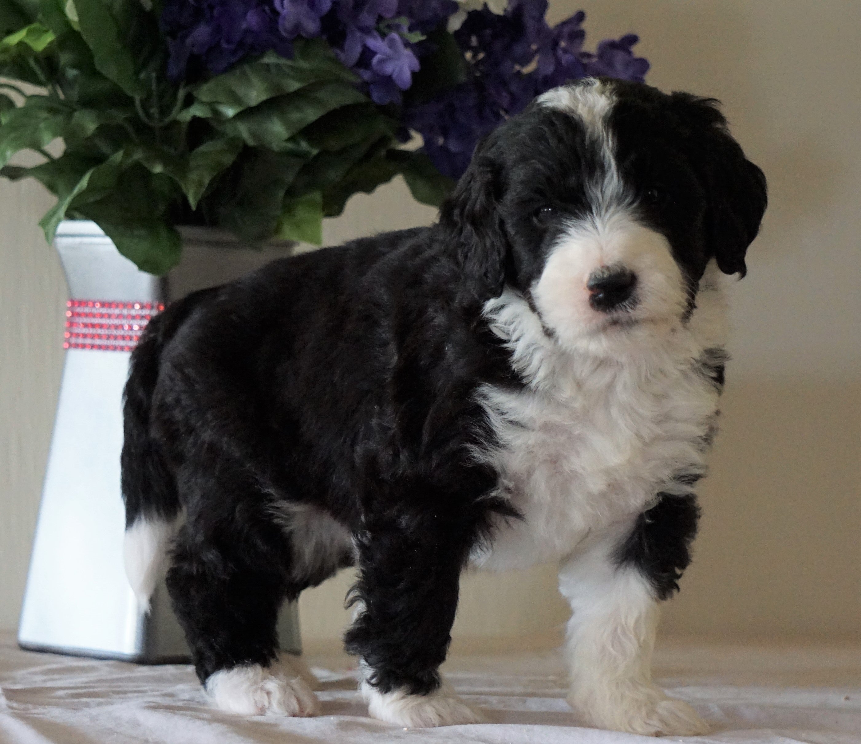 Bernedoodle For Sale Sugarcreek, OH Male- Rubble - AC ...