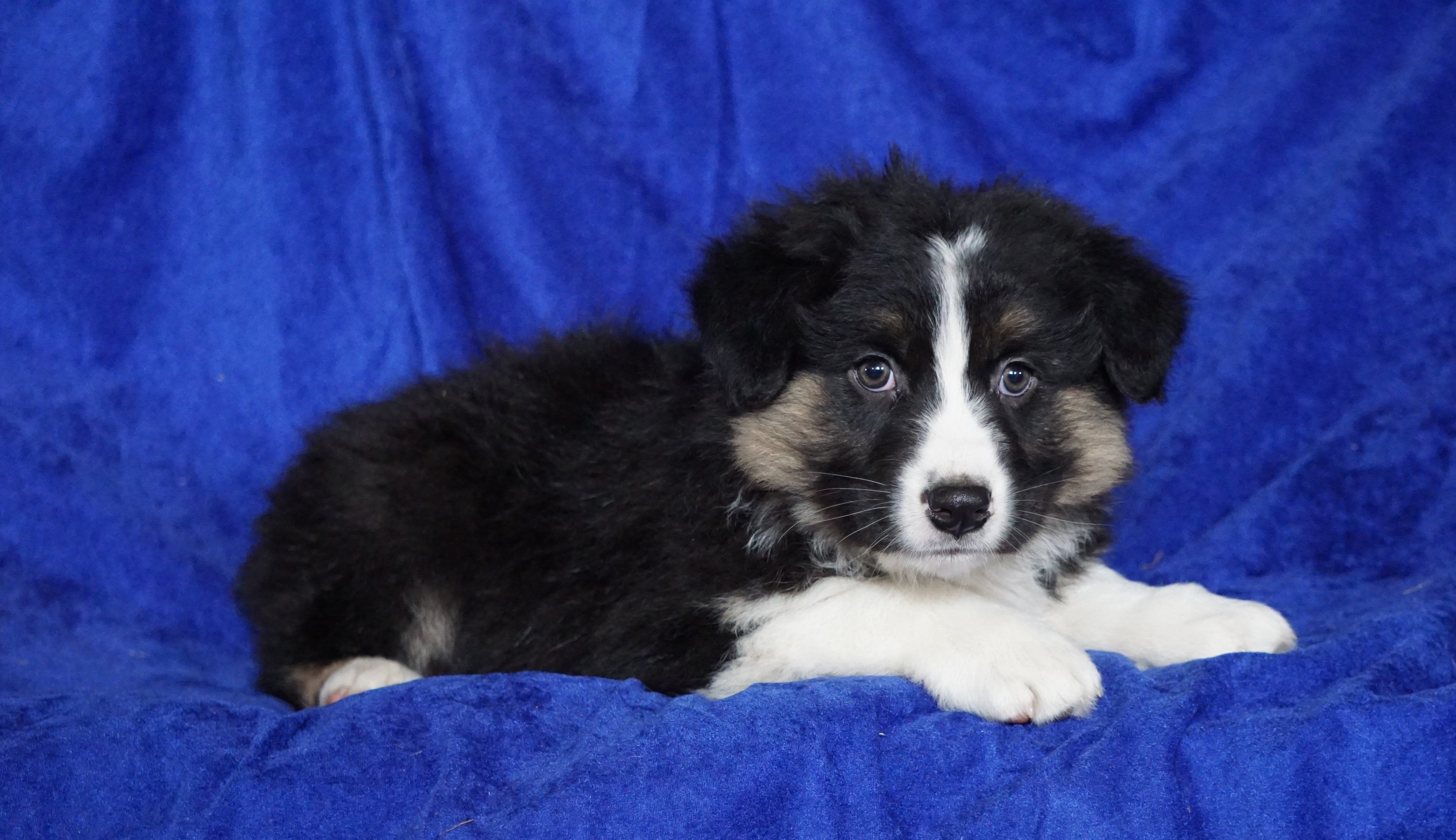 Australian Shepherd For Sale Millersburg, OH Male- Eric ...