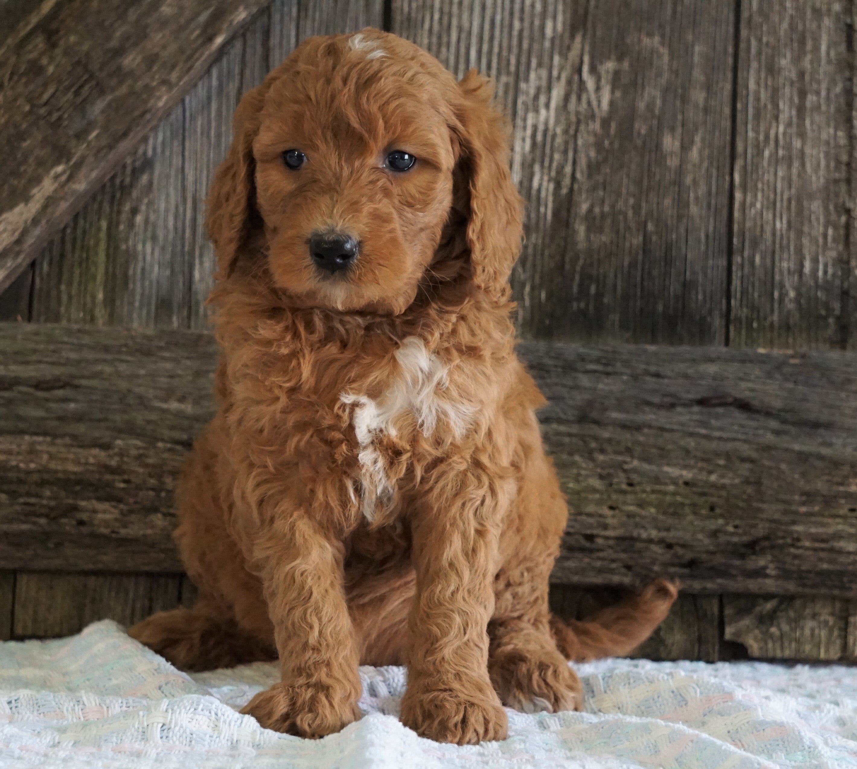 F2 Medium Goldendoodle For Sale Holmesville, OH Female Hailey AC