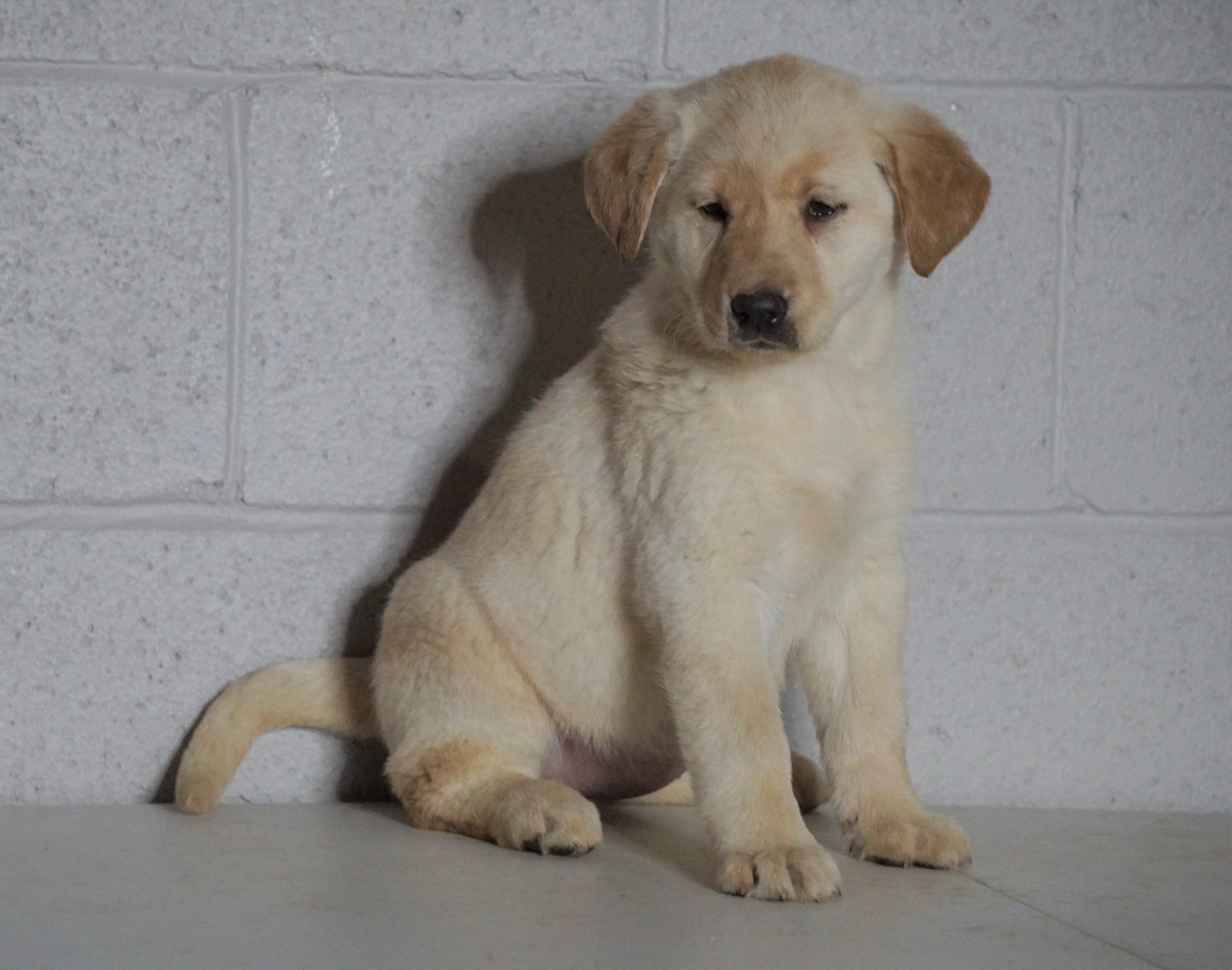 Labrador Retriever Mix For Sale Suagrcreek, OH Female-Lily ...