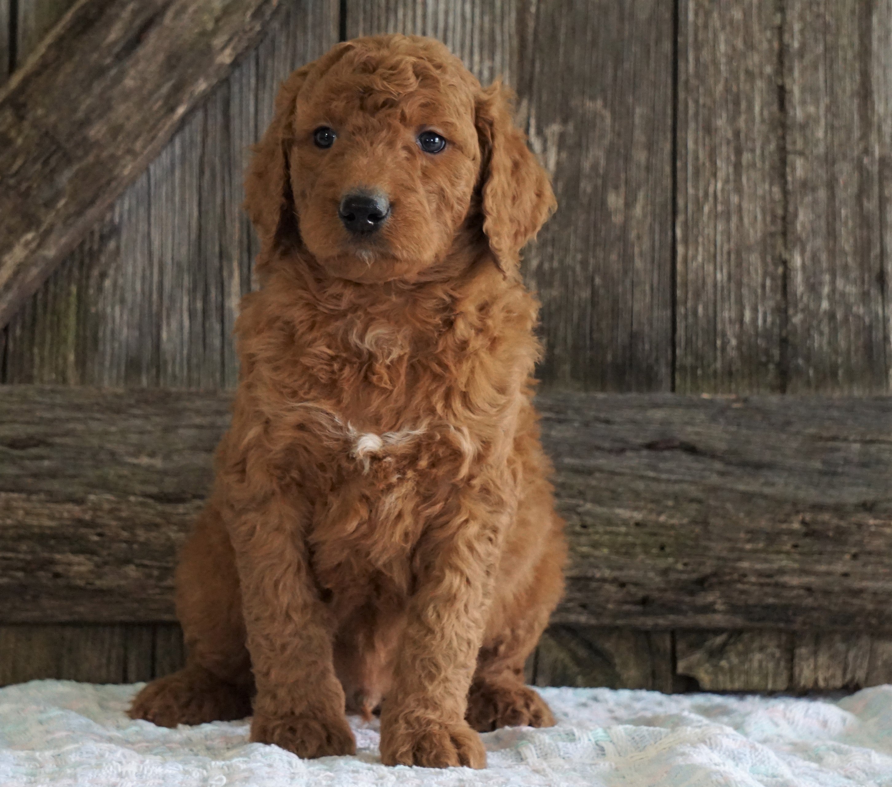 F2 Medium Goldendoodle For Sale Holmesville, OH Male Harrison AC