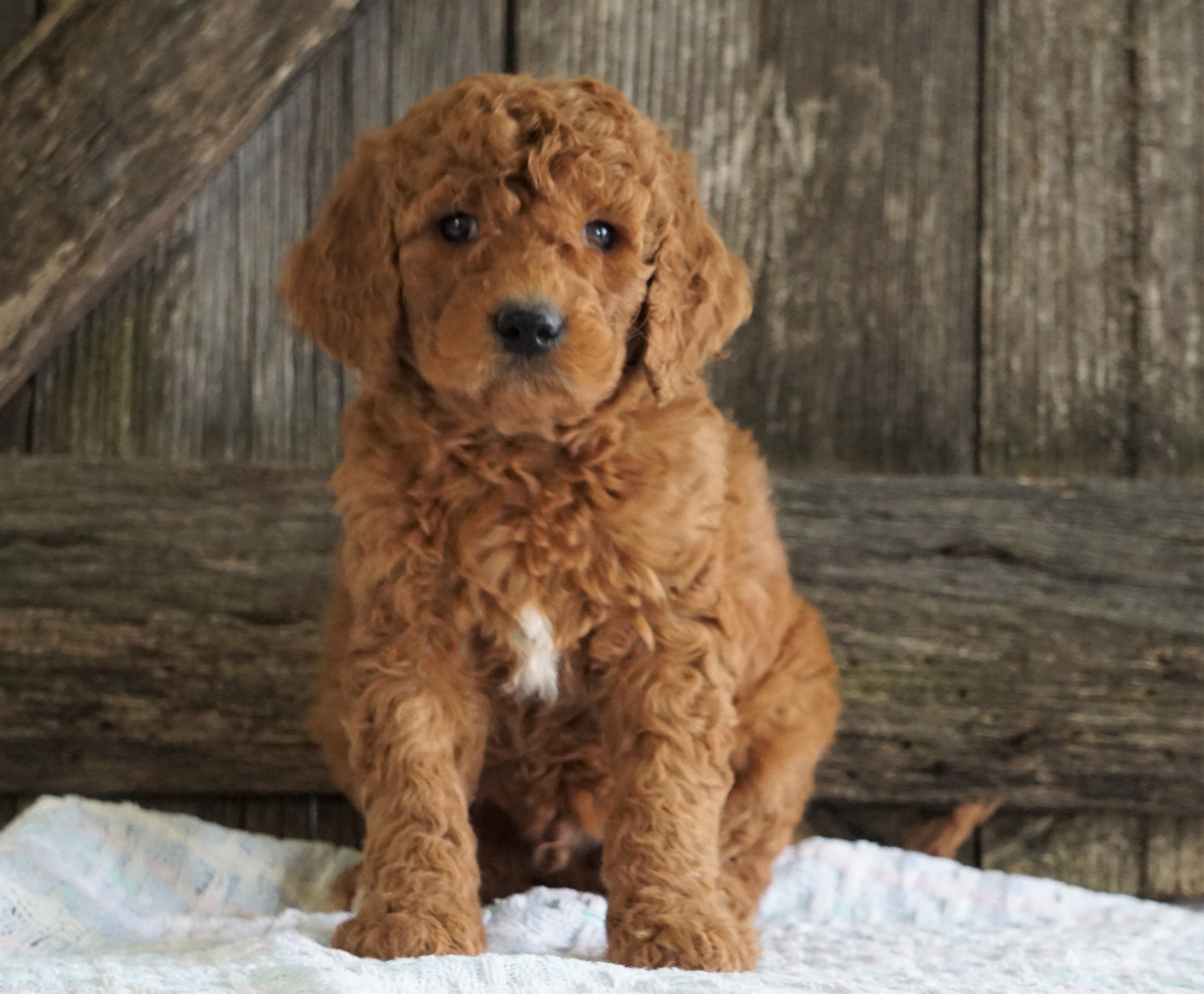 F2 Medium Goldendoodle For Sale Holmesville, OH Male Houston AC