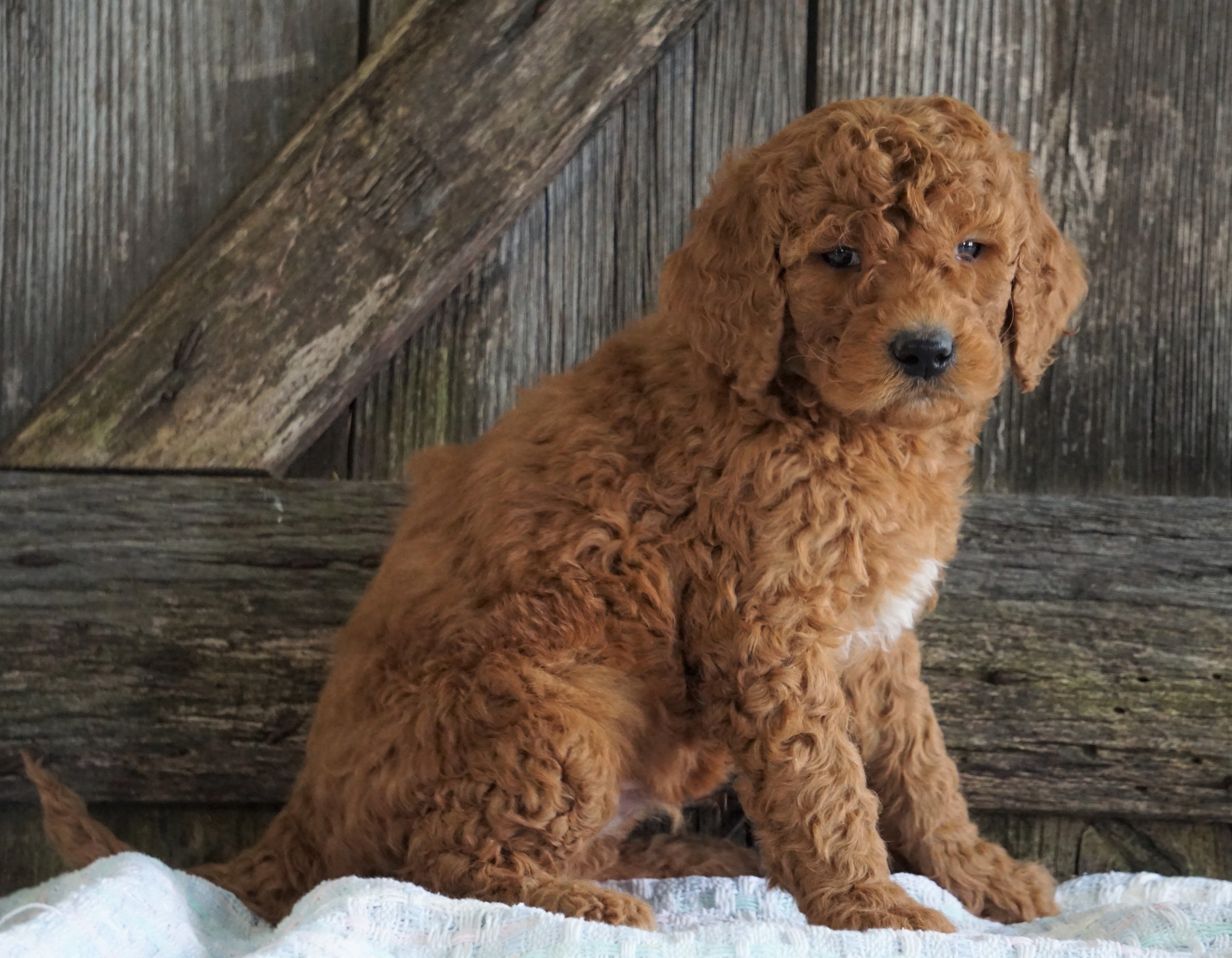 F2 Medium Goldendoodle For Sale Holmesville, OH Male Houston AC