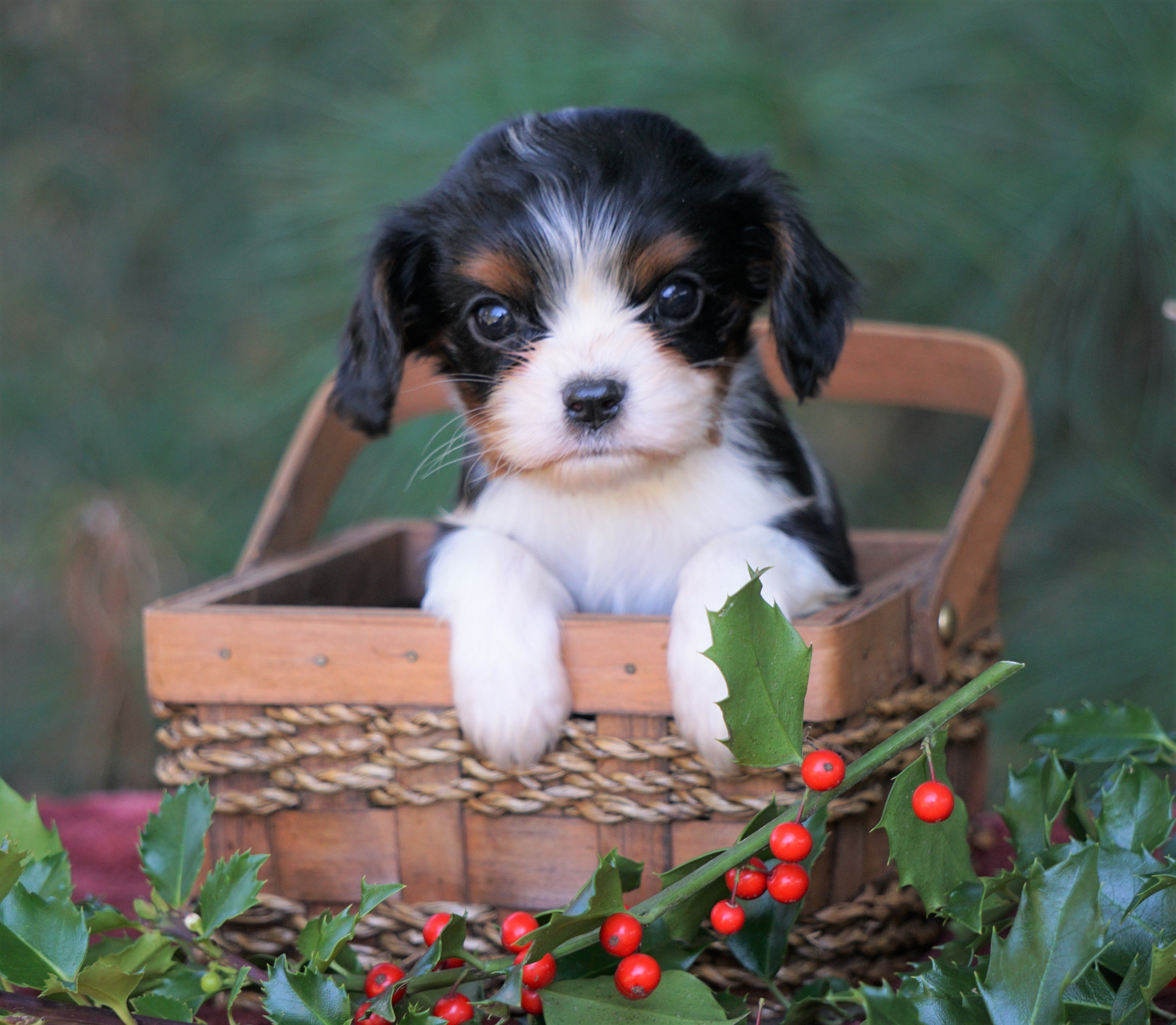 akc cavalier king charles spaniel