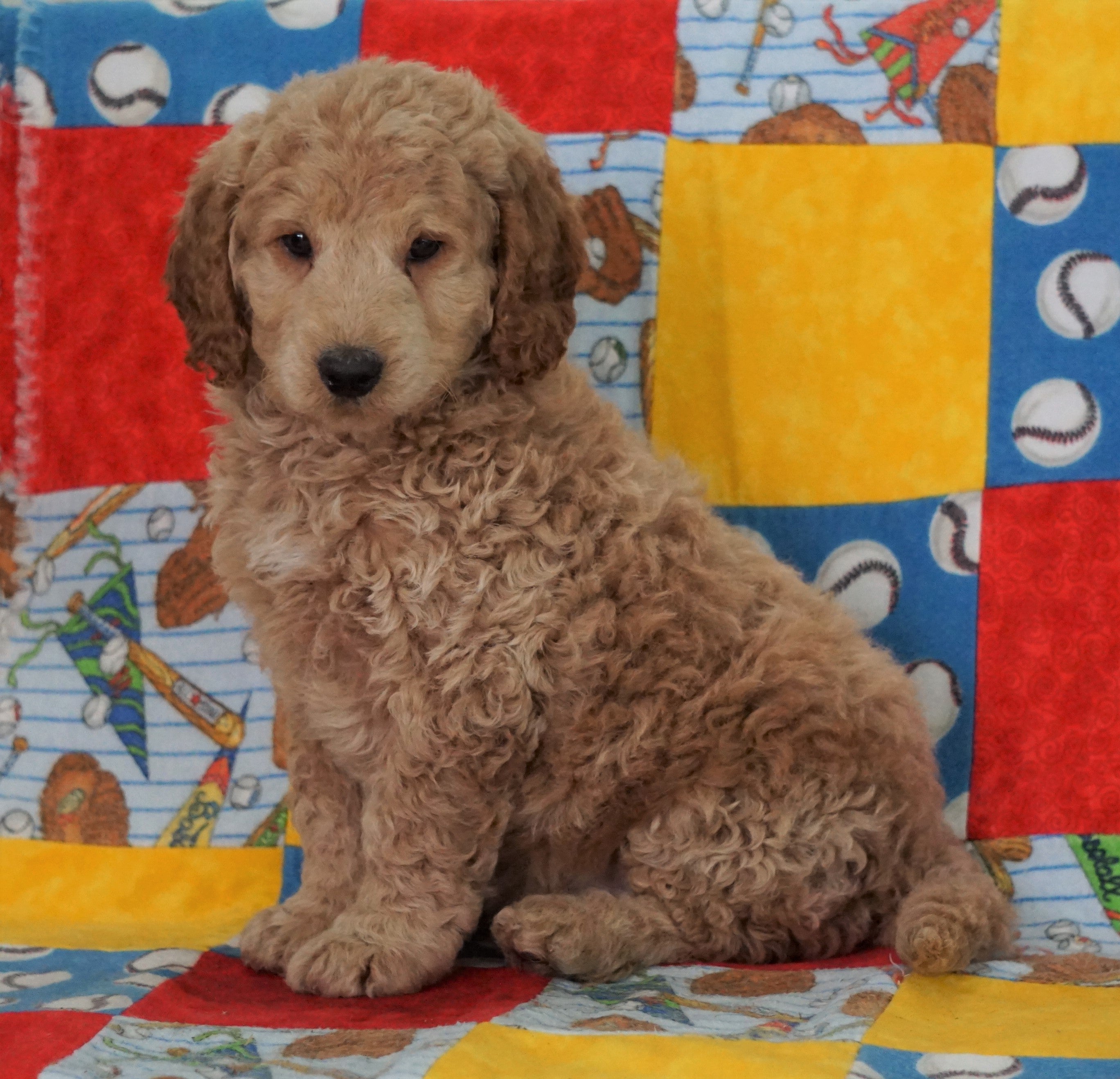F1B Mini Goldendoodle For Sale Holmesville OH Male Baker AC Puppies LLC